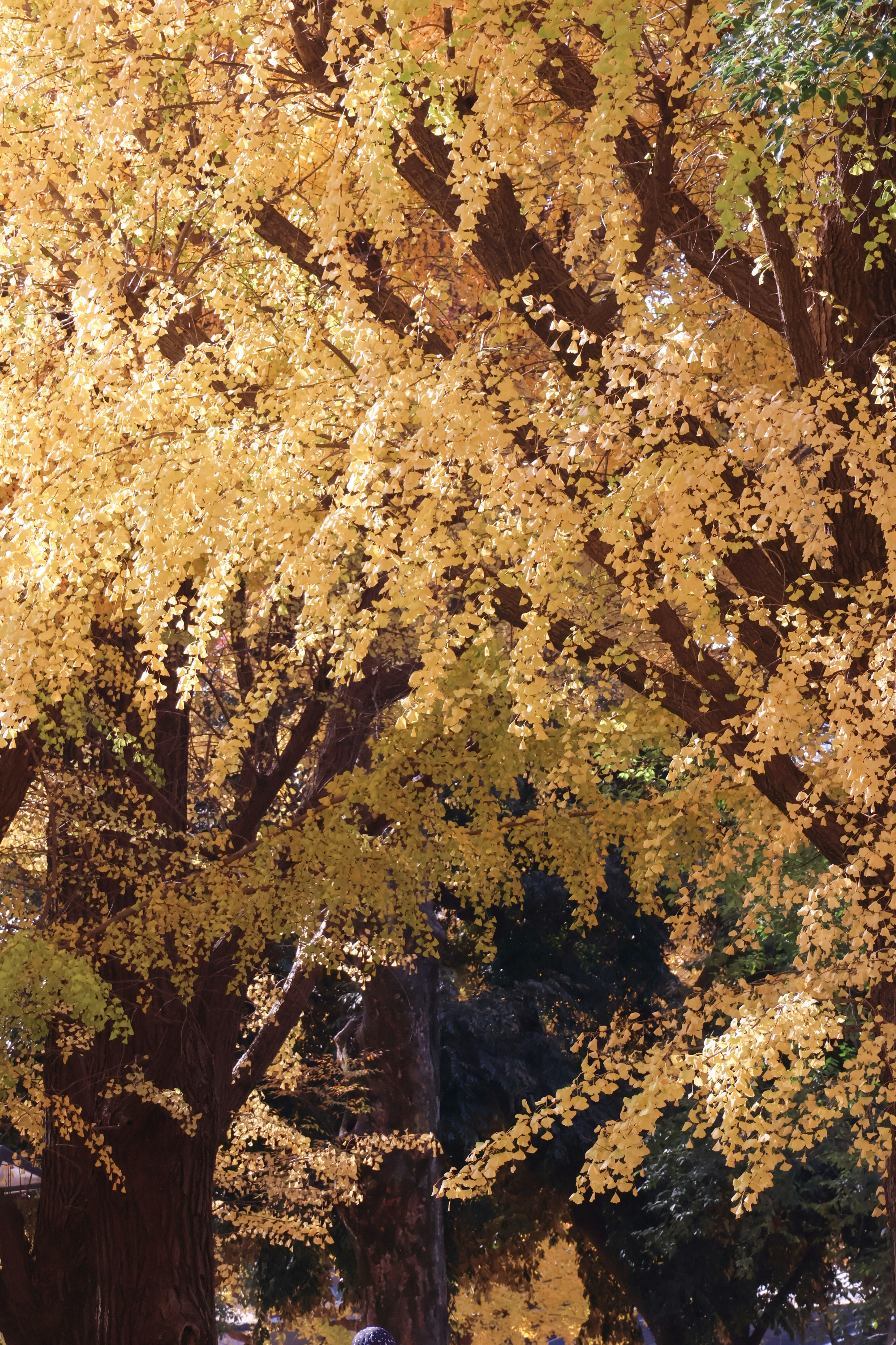 Golden ginkgo tree leaves in autumn sunlight.
