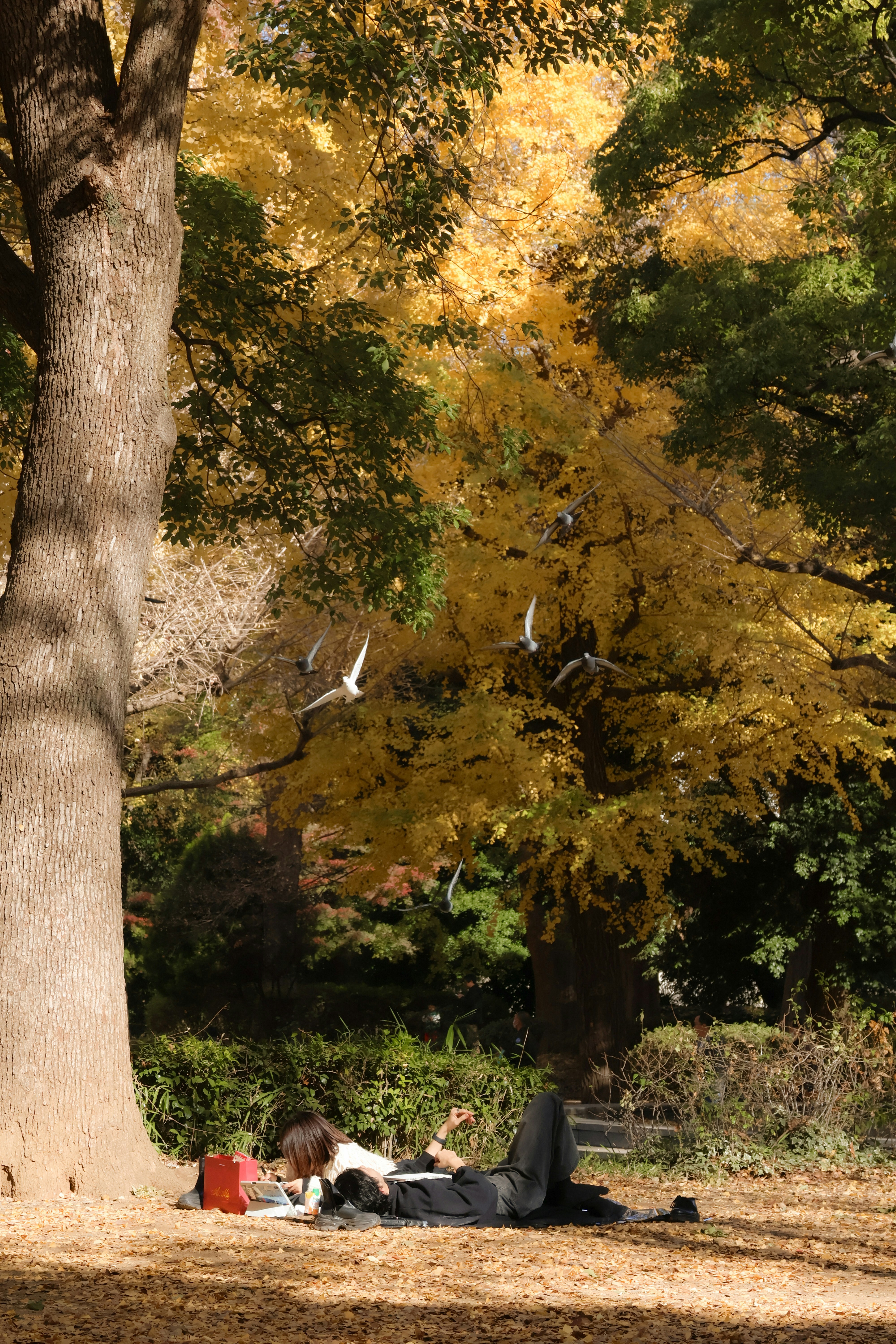Person relaxing under a tree in autumn park