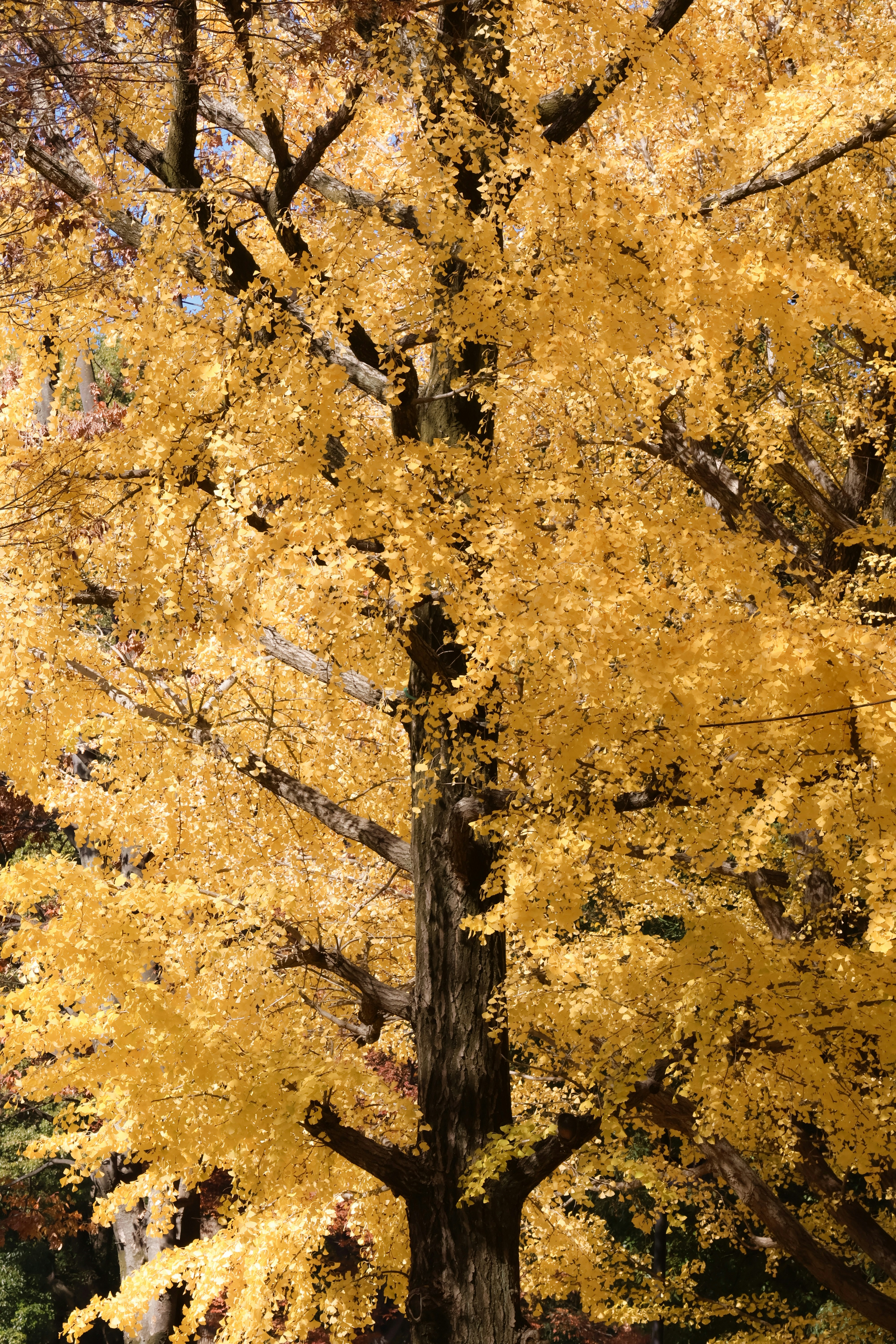 A tall tree with vibrant yellow autumn leaves.