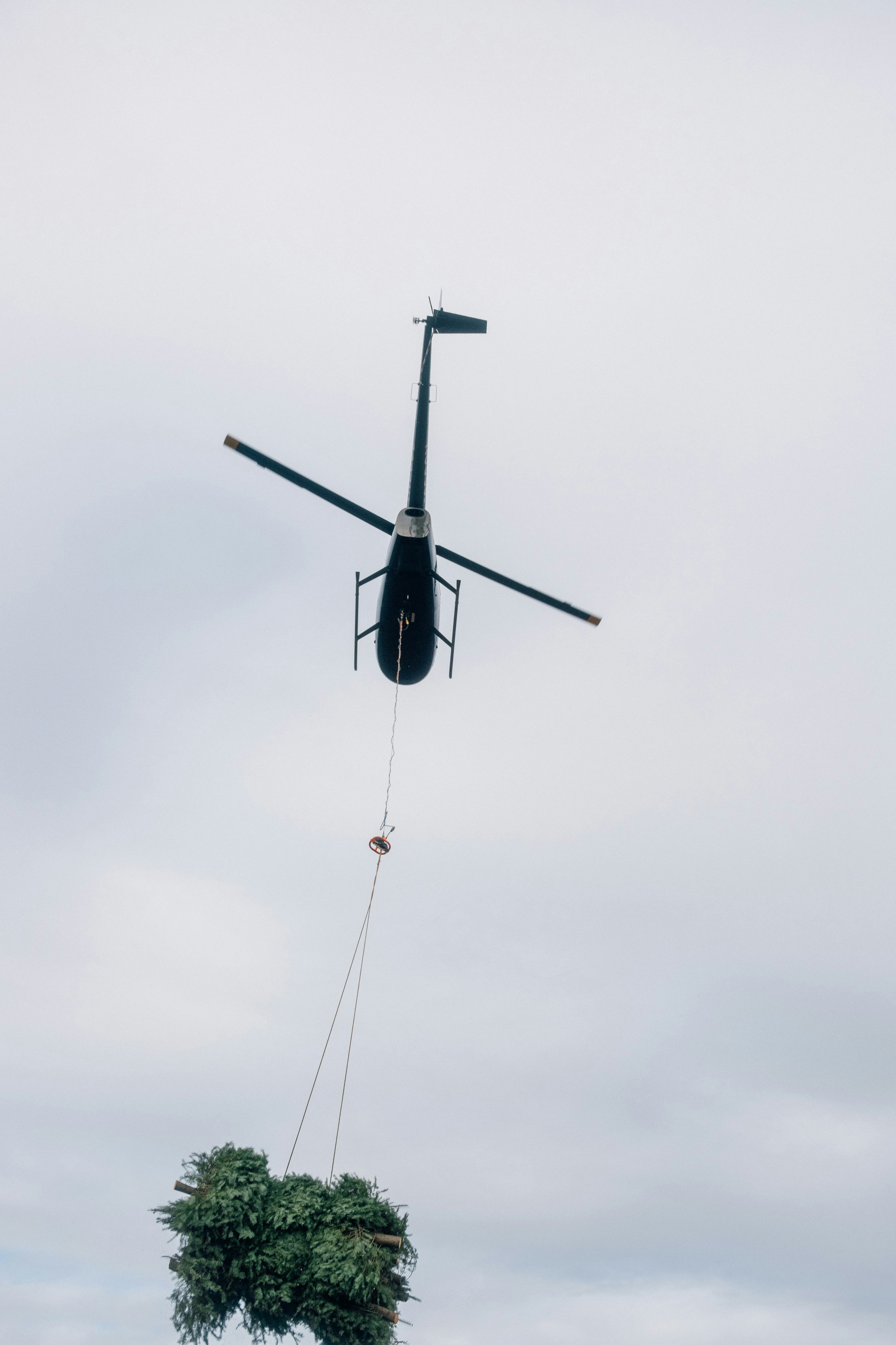 Helicopter transports a large christmas tree through the sky.