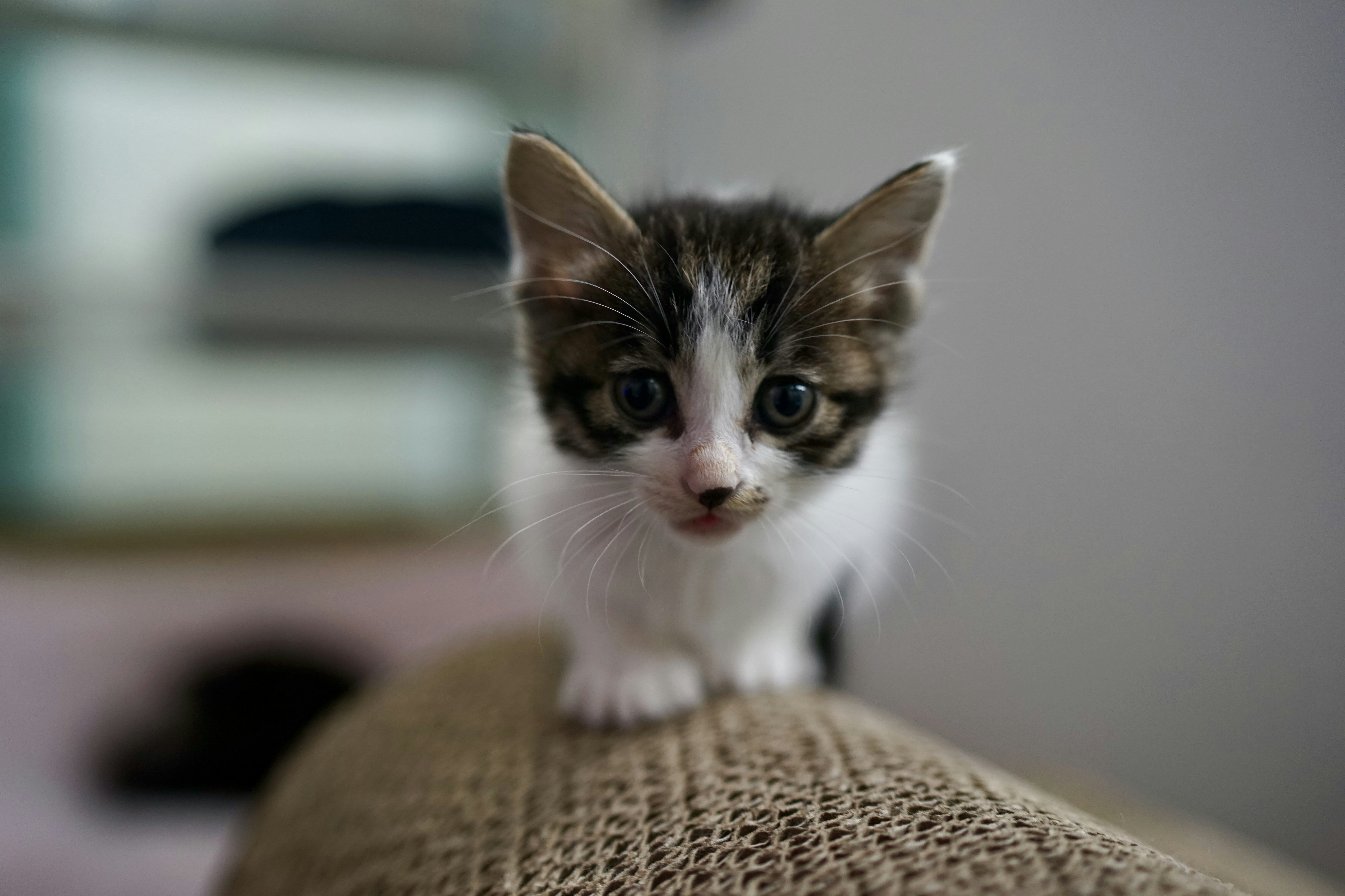 The Evolution of Kitten Content Creation in 2026: Edge‑Aware Homes, Portable Kits, and Caring Practices