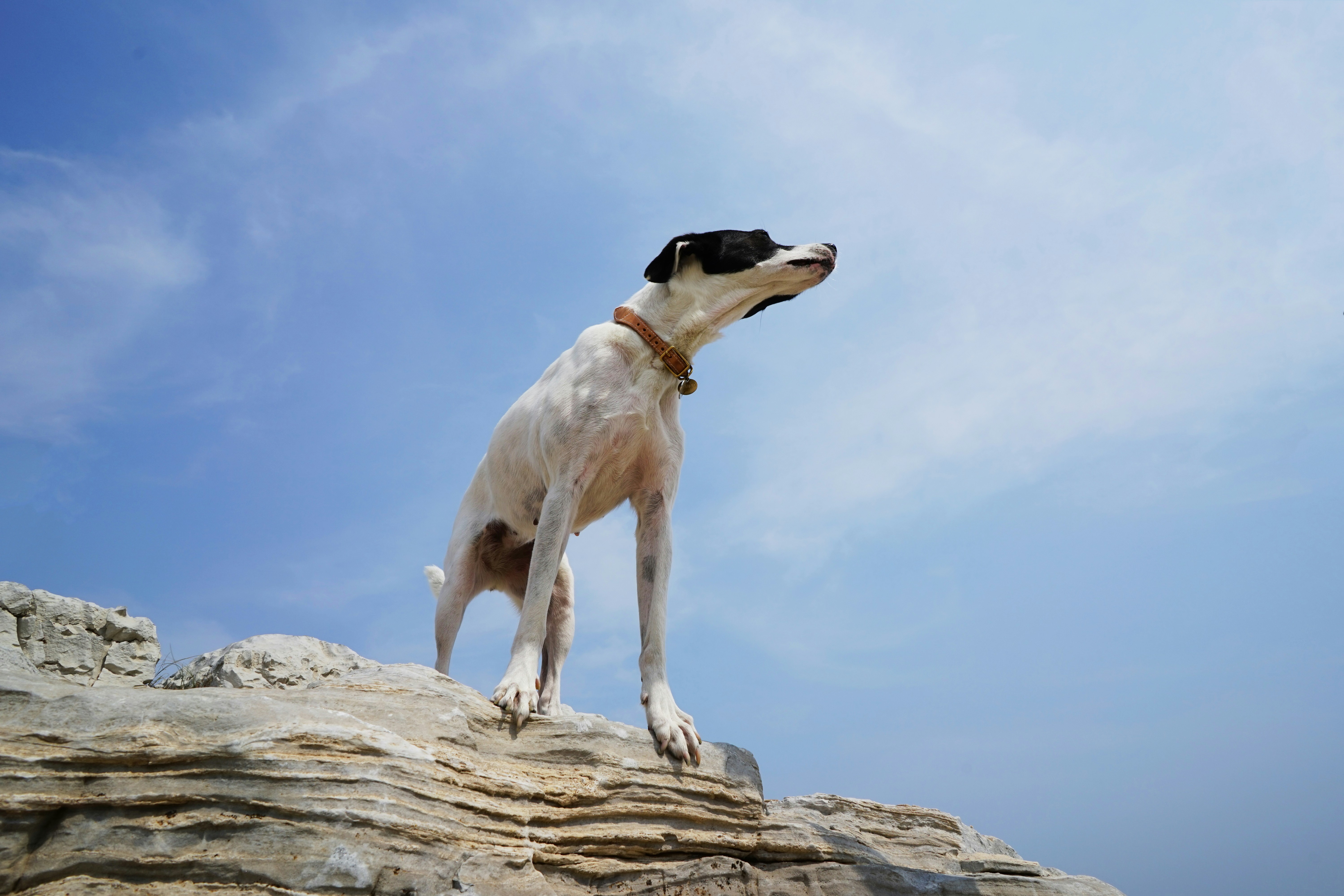 Dog showing attentive behavior