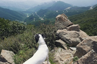 White dog looking over a mountain valley
