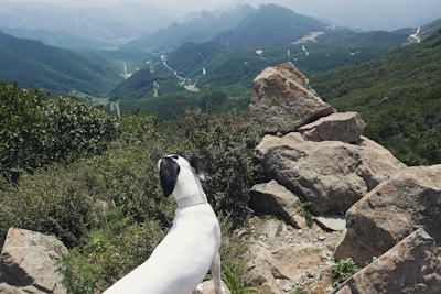White dog looking over a mountain valley