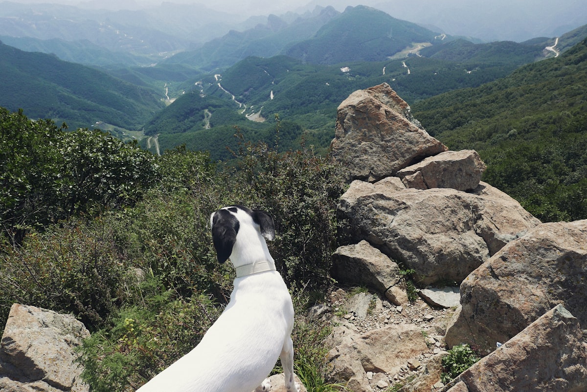 White dog looking over a mountain valley from rocky terrain