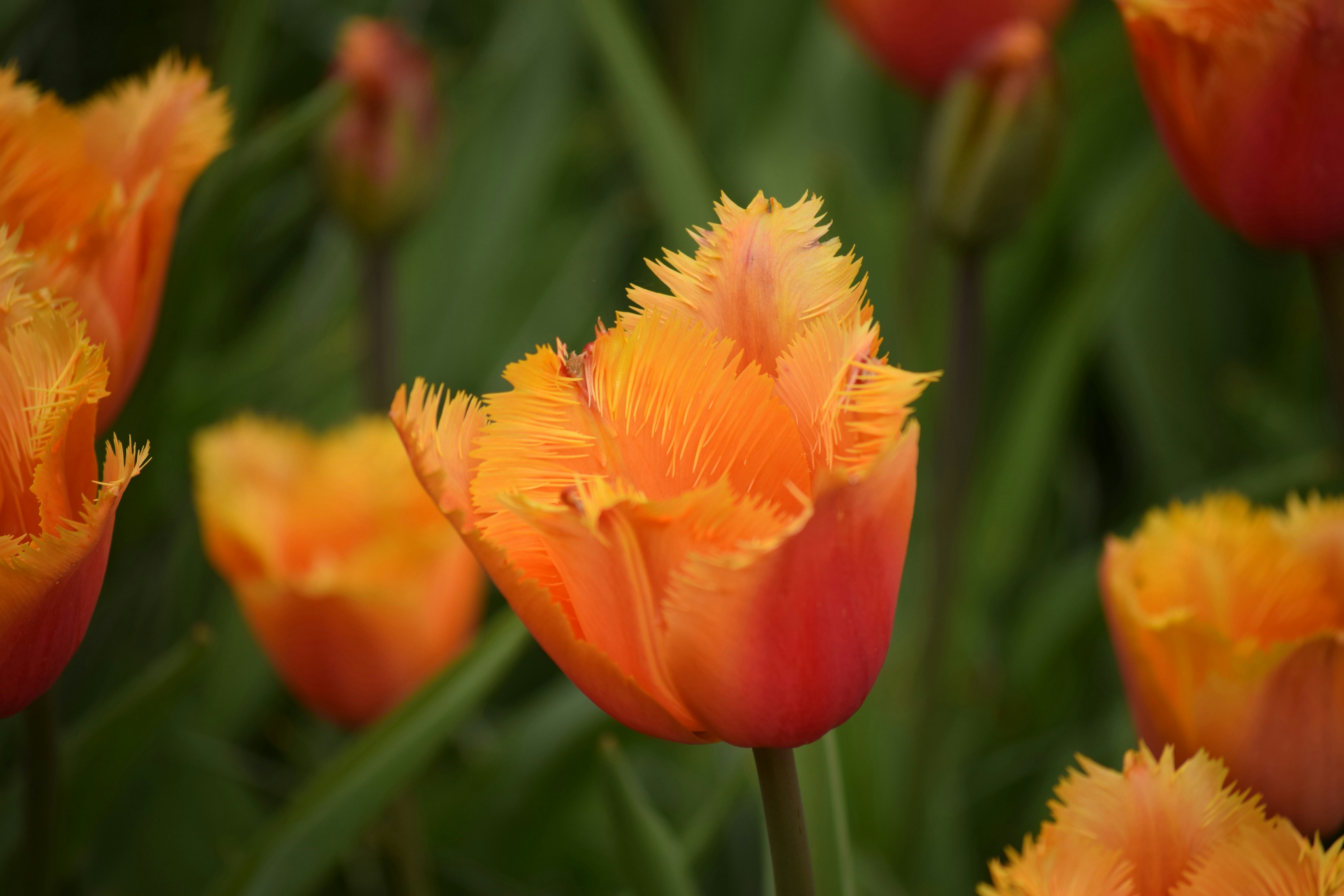Close-up of vibrant orange fringed tulips in bloom