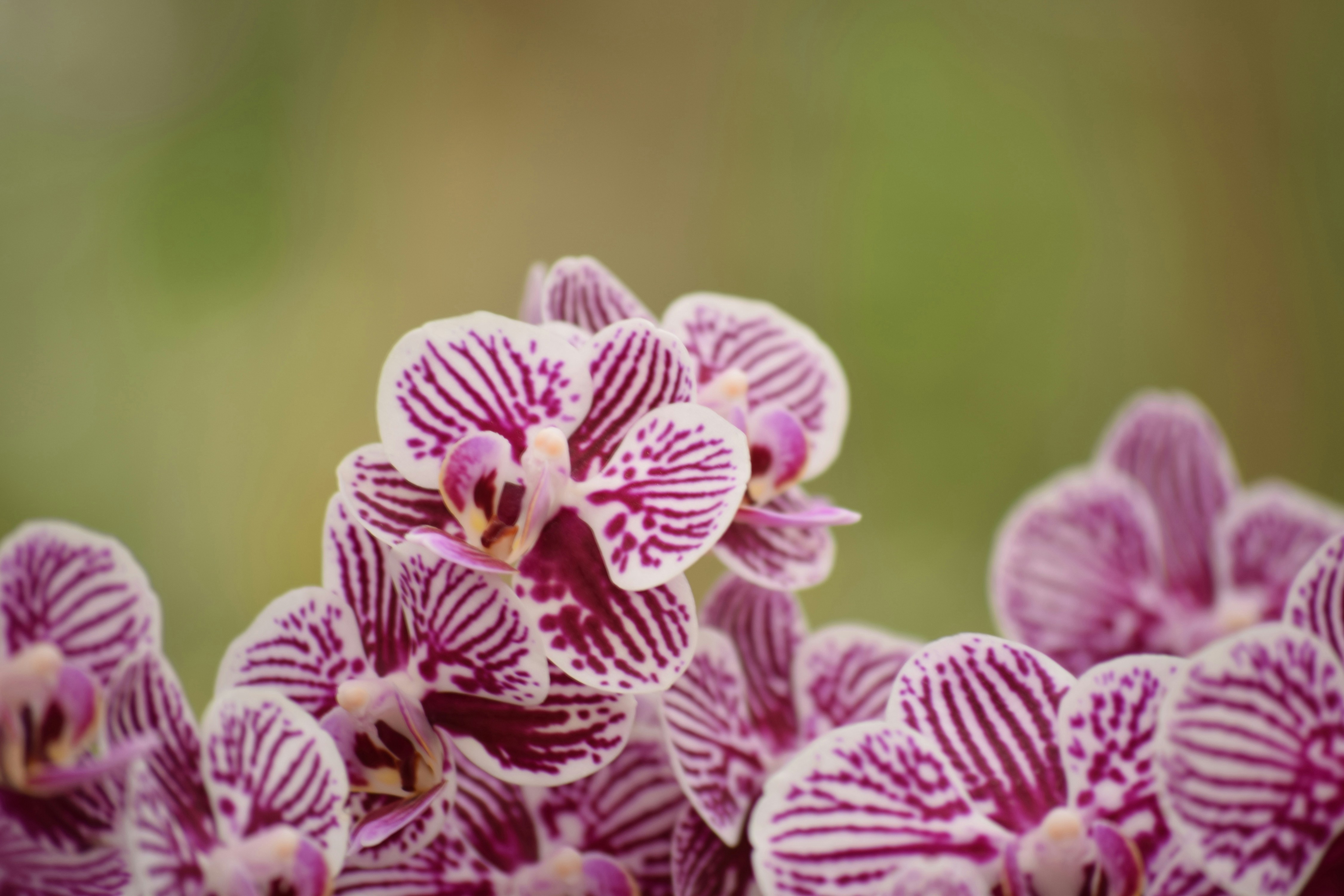 Close-up of purple and white striped orchids blooming.