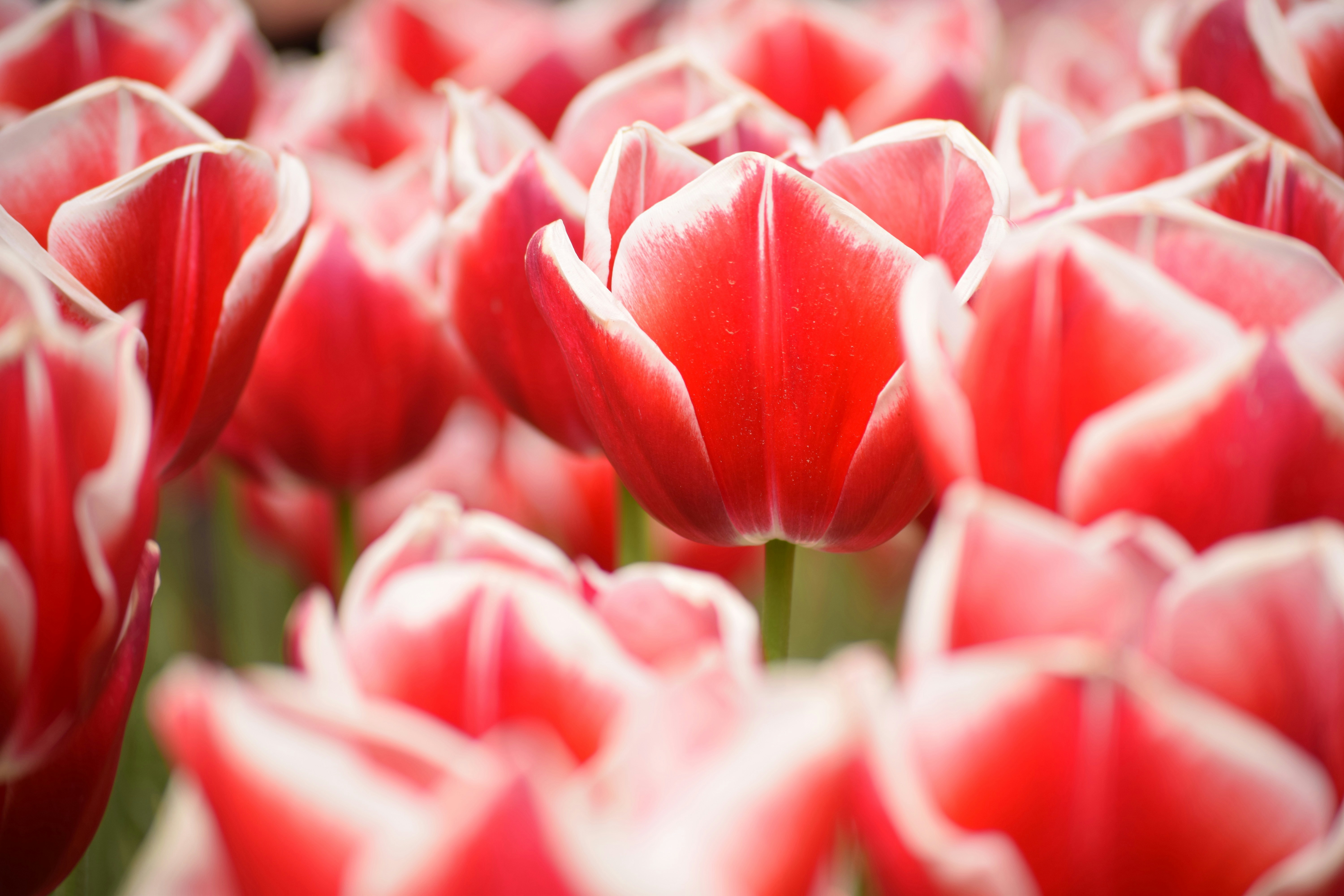 Field of vibrant red and white tulips