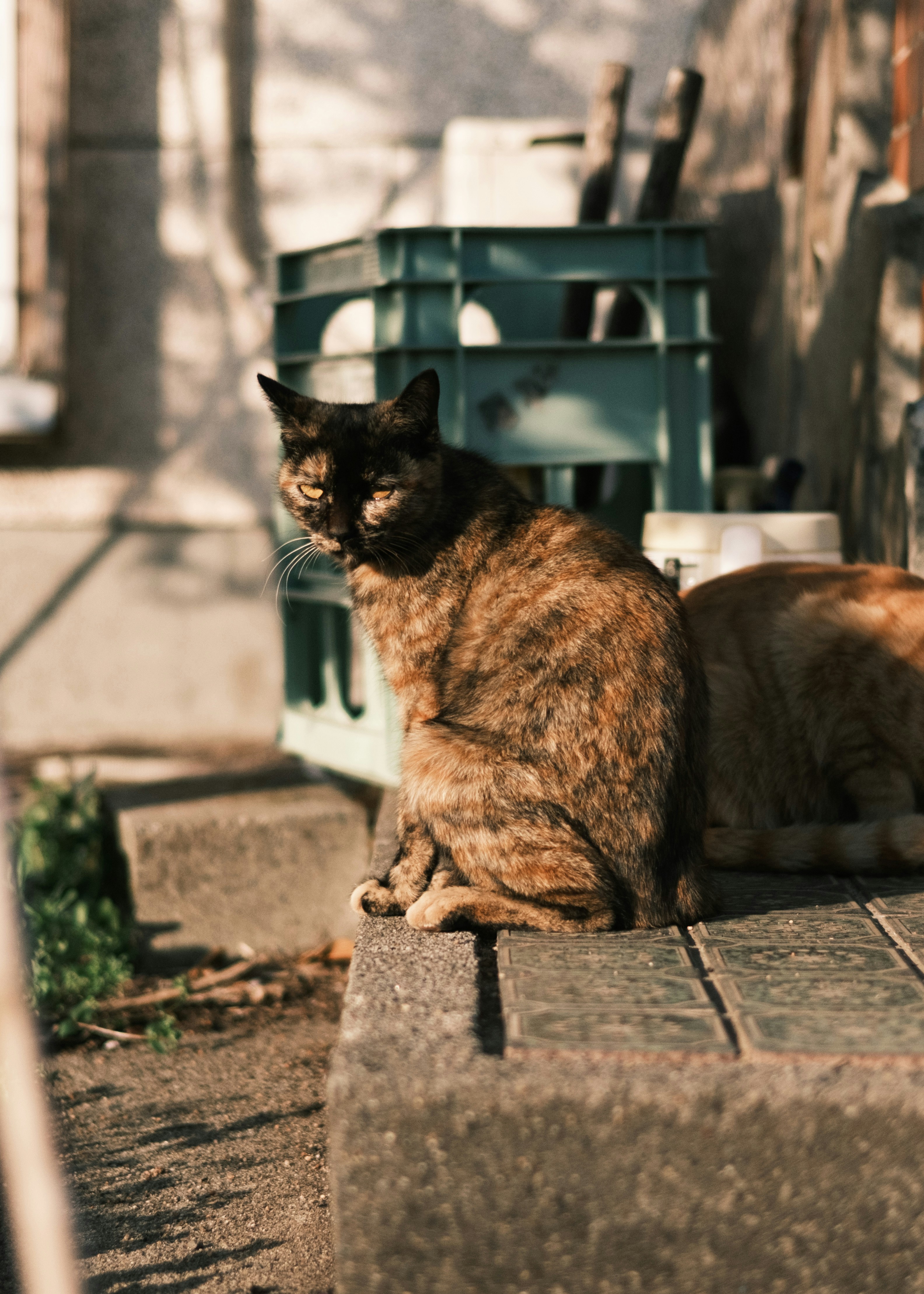 A tortoiseshell cat sitting on a concrete step near a green plastic crate