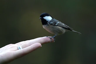 A small bird perched on a person's finger.
