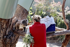 Zookeeper feeding eucalyptus leaves to a koala