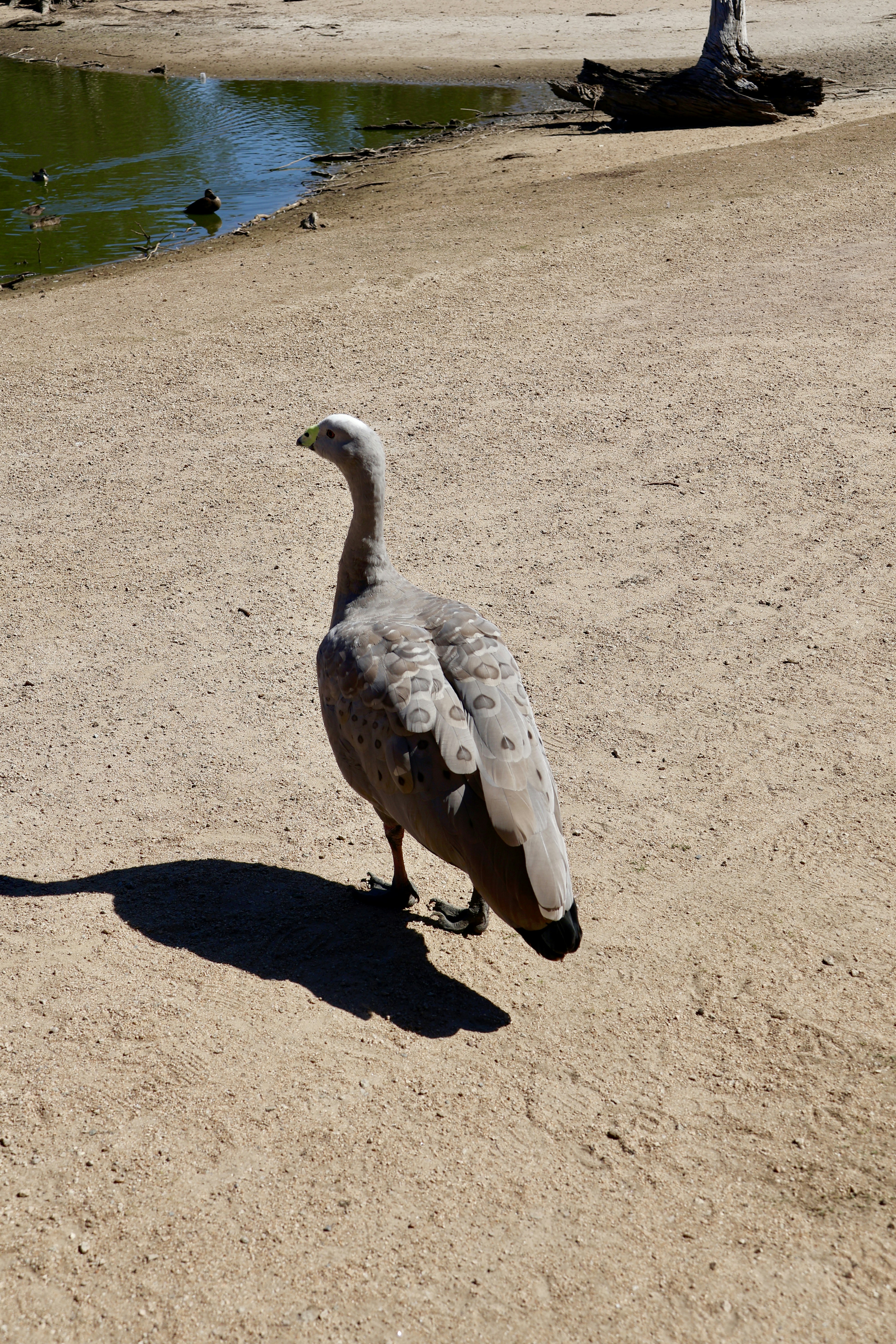 Eine graue Gans steht auf einem sandigen Weg in der Nähe des Wassers.