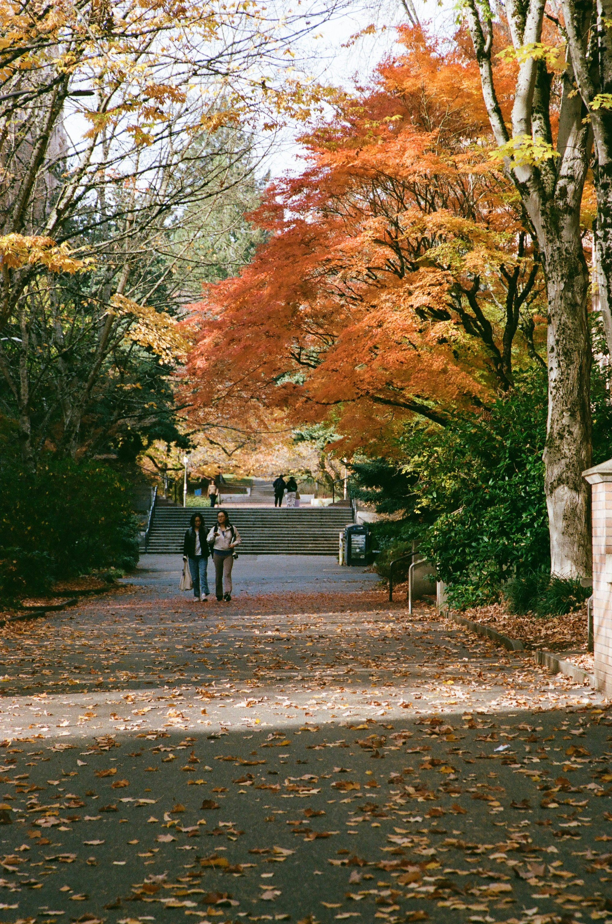 Two people walk down a path lined with autumn trees.