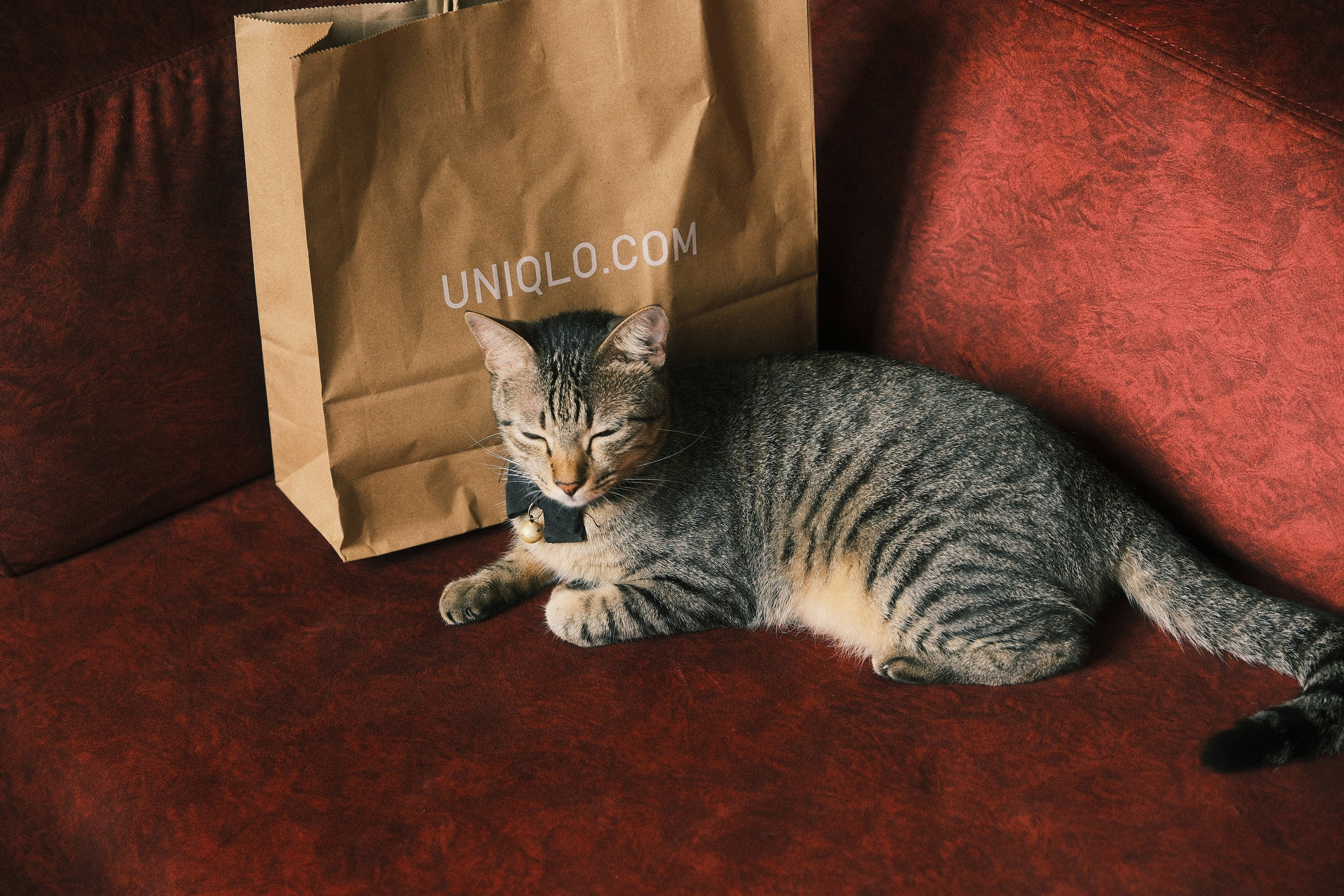 A charming portrait of a cat at Petra Pudu Rooftop Cafe in Kuala Lumpur. The relaxed setting and warm backdrop make this pet a focal point of the cozy cafe atmosphere.