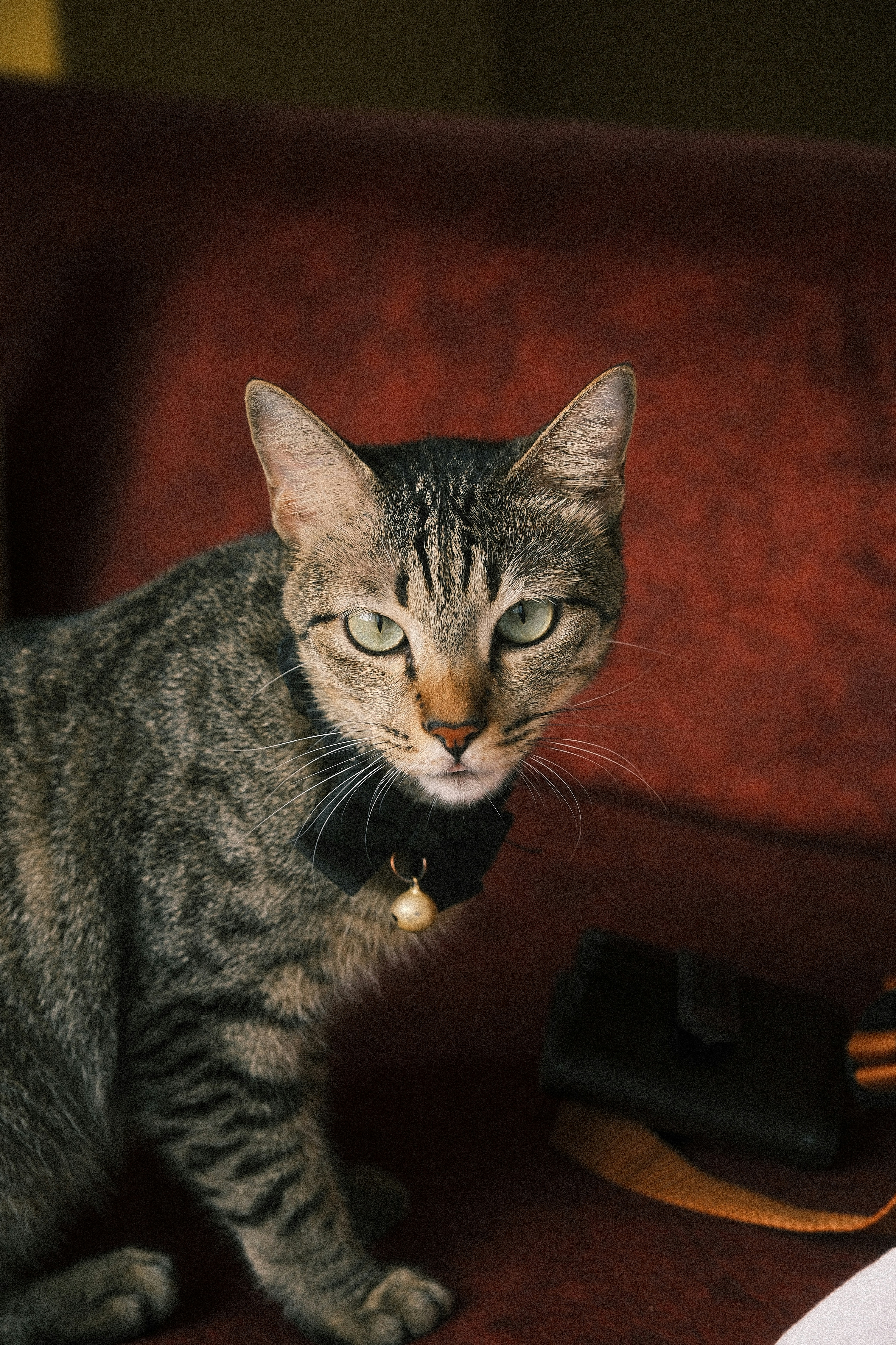 Un chat tigré portant un collier avec une clochette.