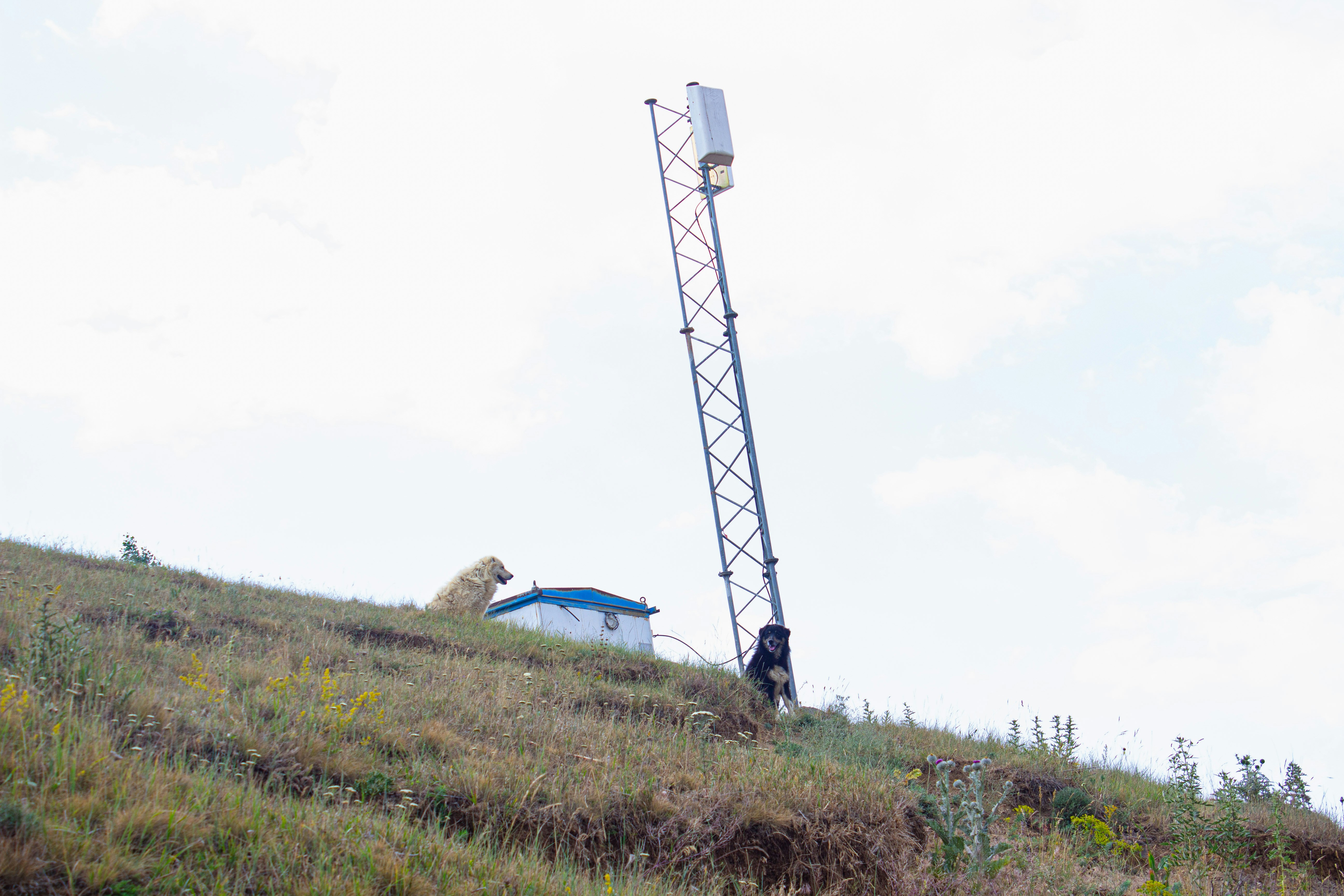 Dog sits on grassy hill near cell tower