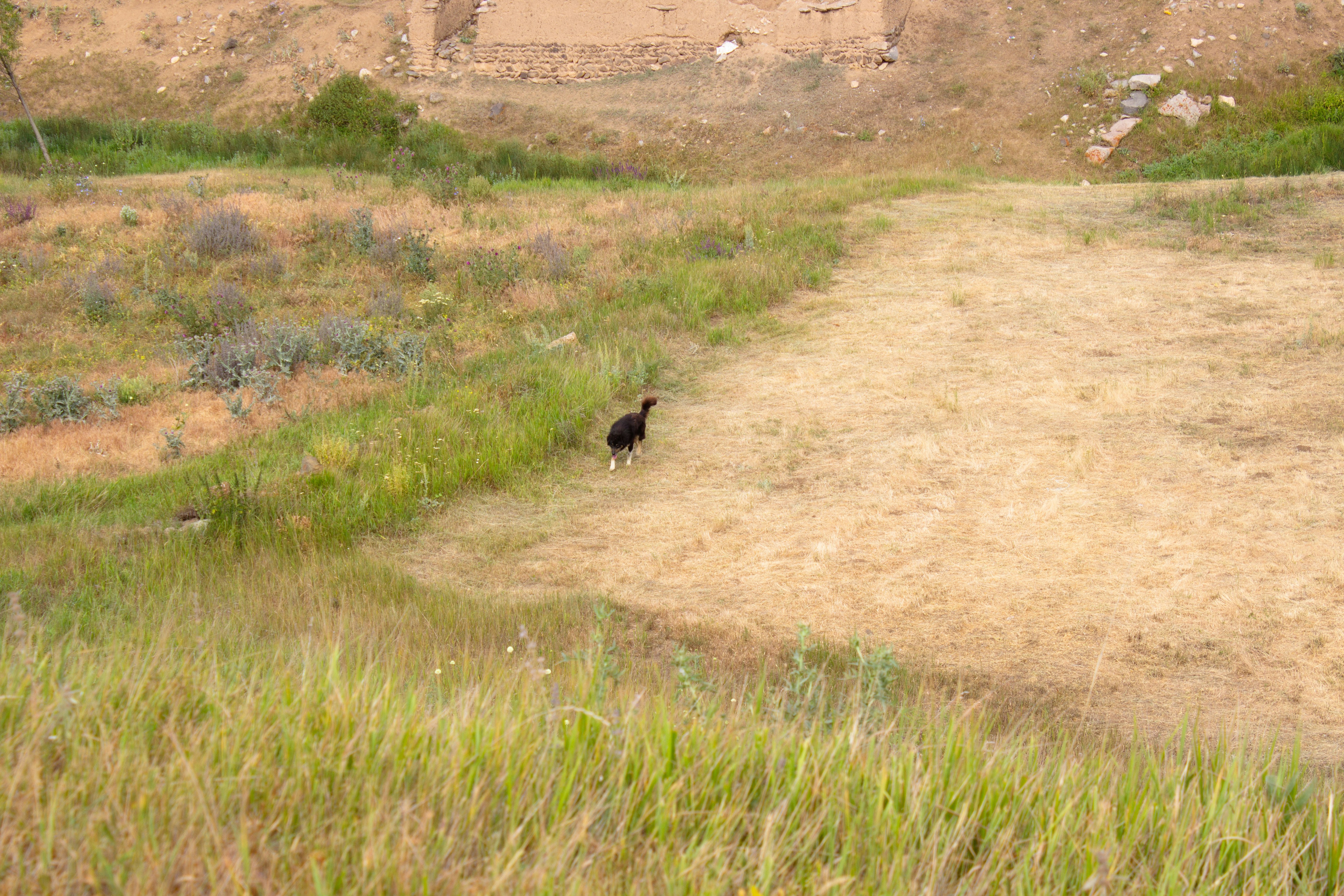 A single chicken walks across a dry grassy field.
