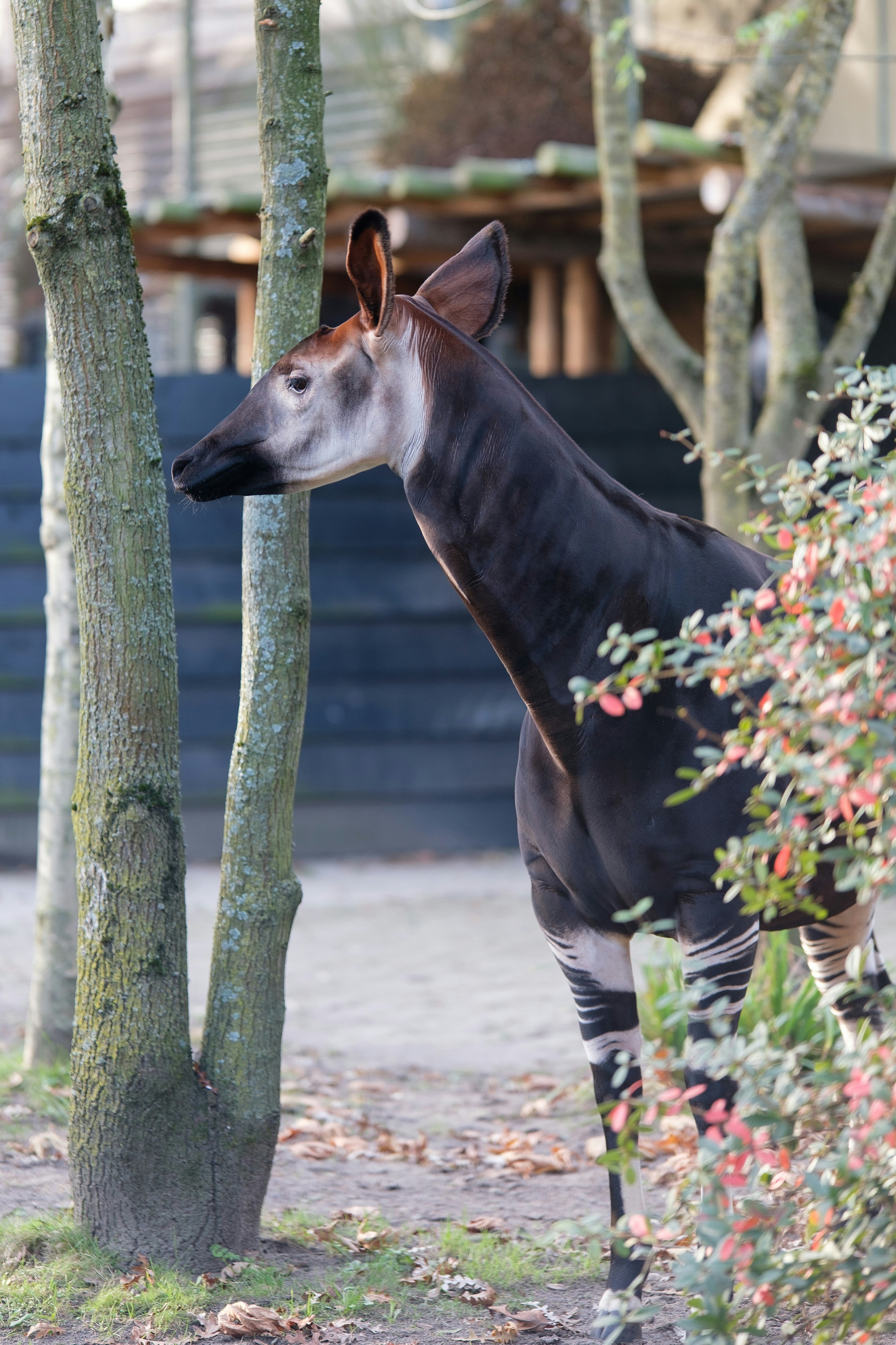 An okapi stands between trees in an outdoor enclosure. photo – Free ...