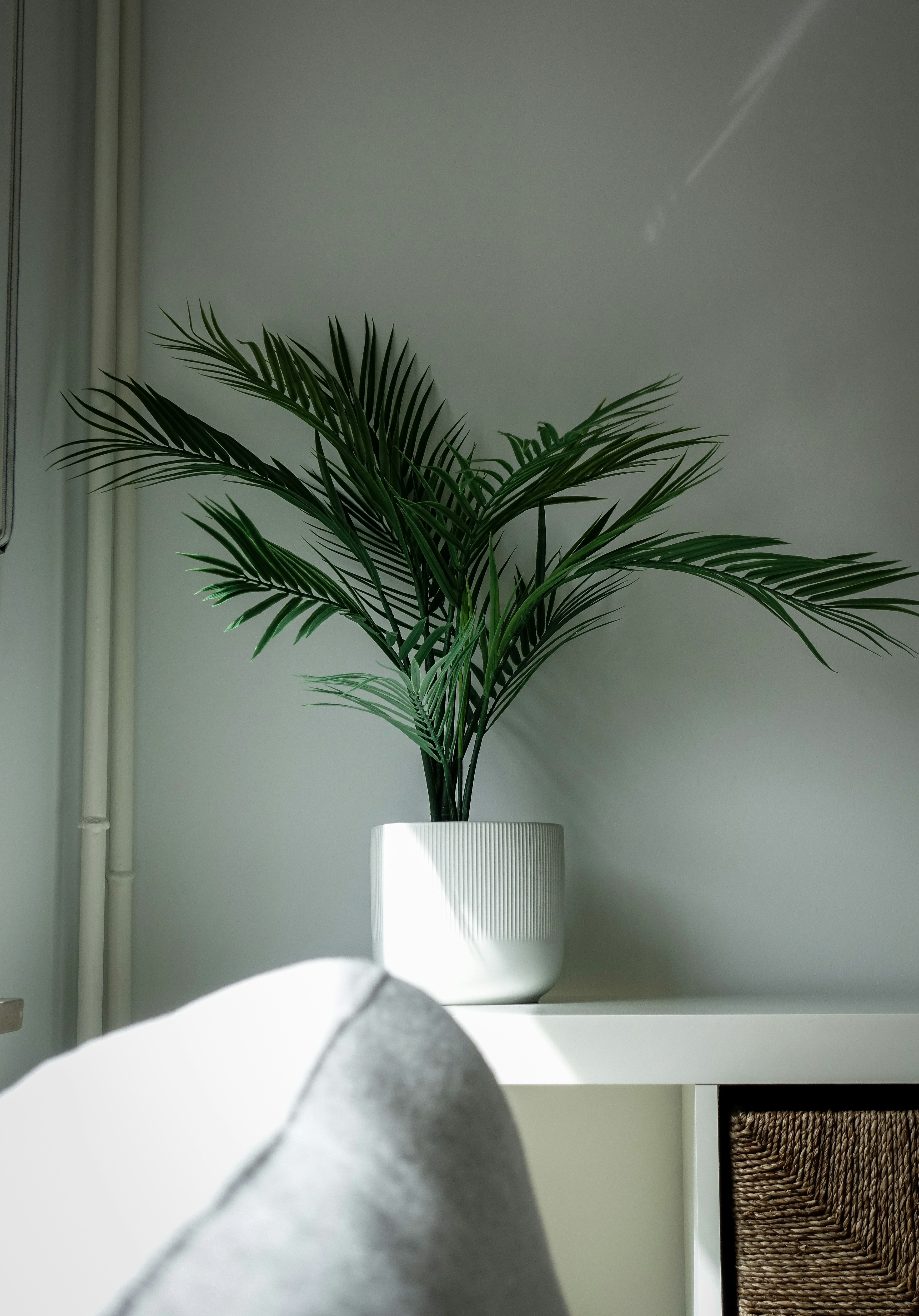 modern indoor plants, wallpaper, Affordable Modern Indoor Plants for Dining Room 3