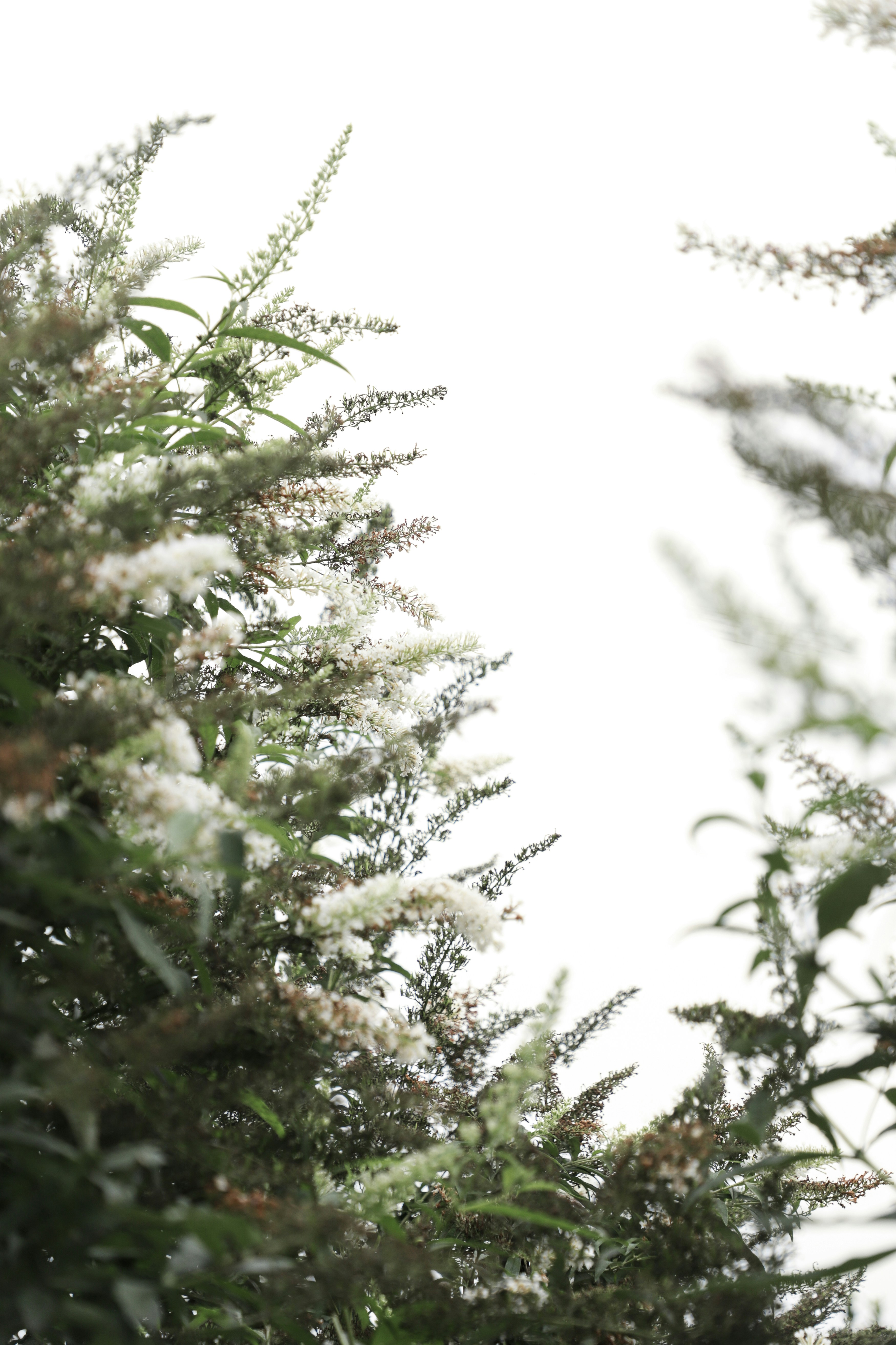 White flowers on green branches against a white sky
