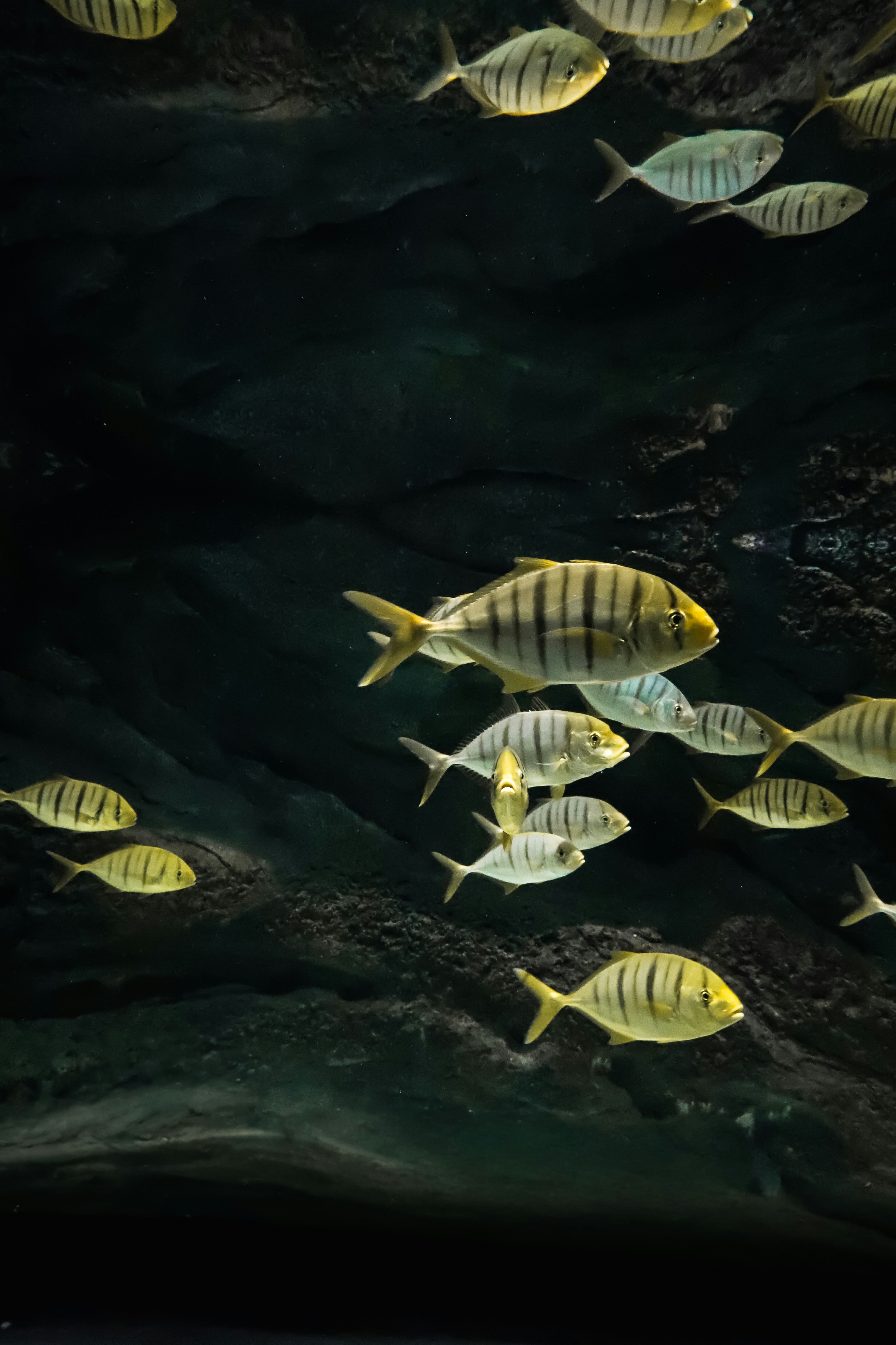 A school of striped fish swimming in dark water.