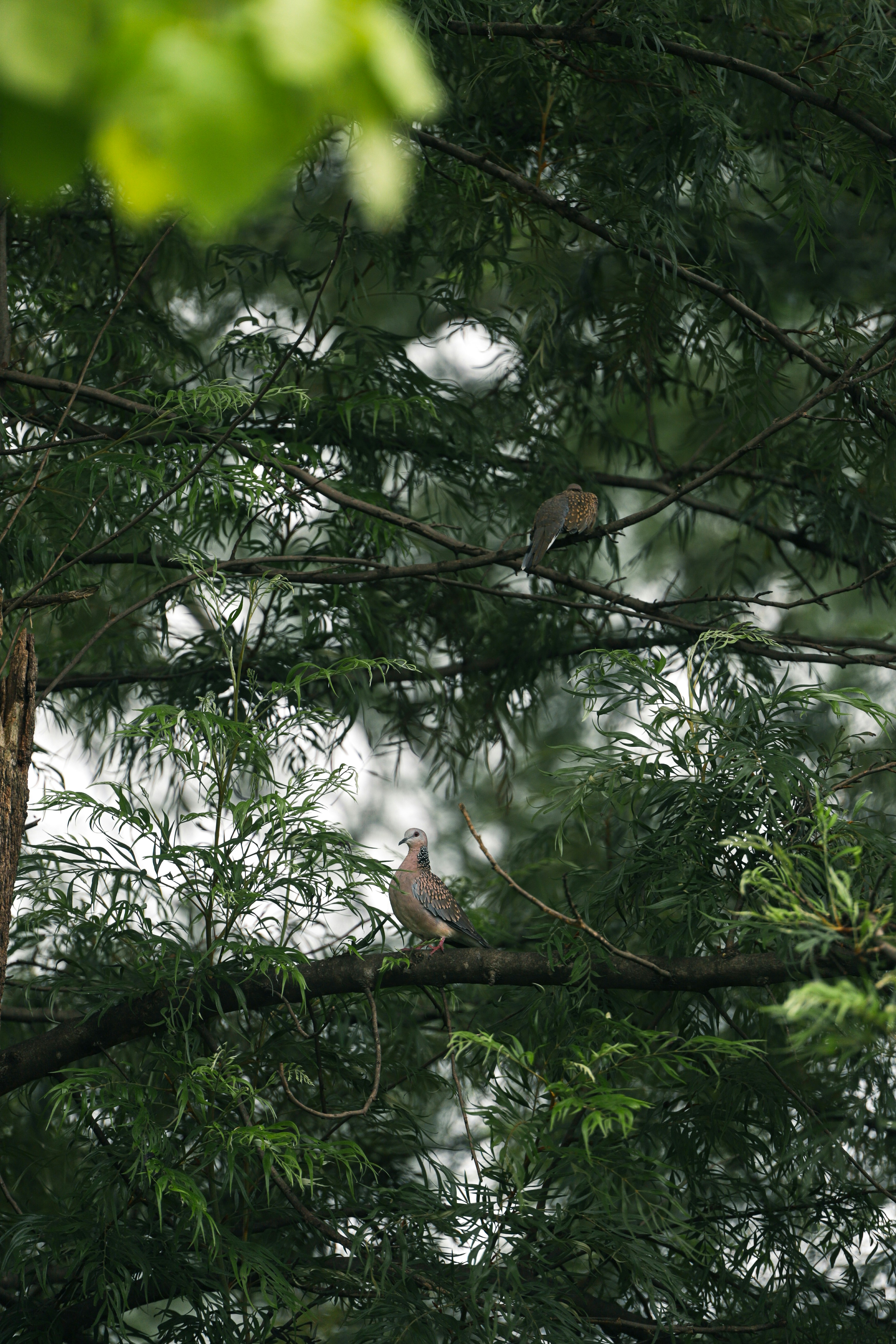 Two doves perched on branches of a pine tree.