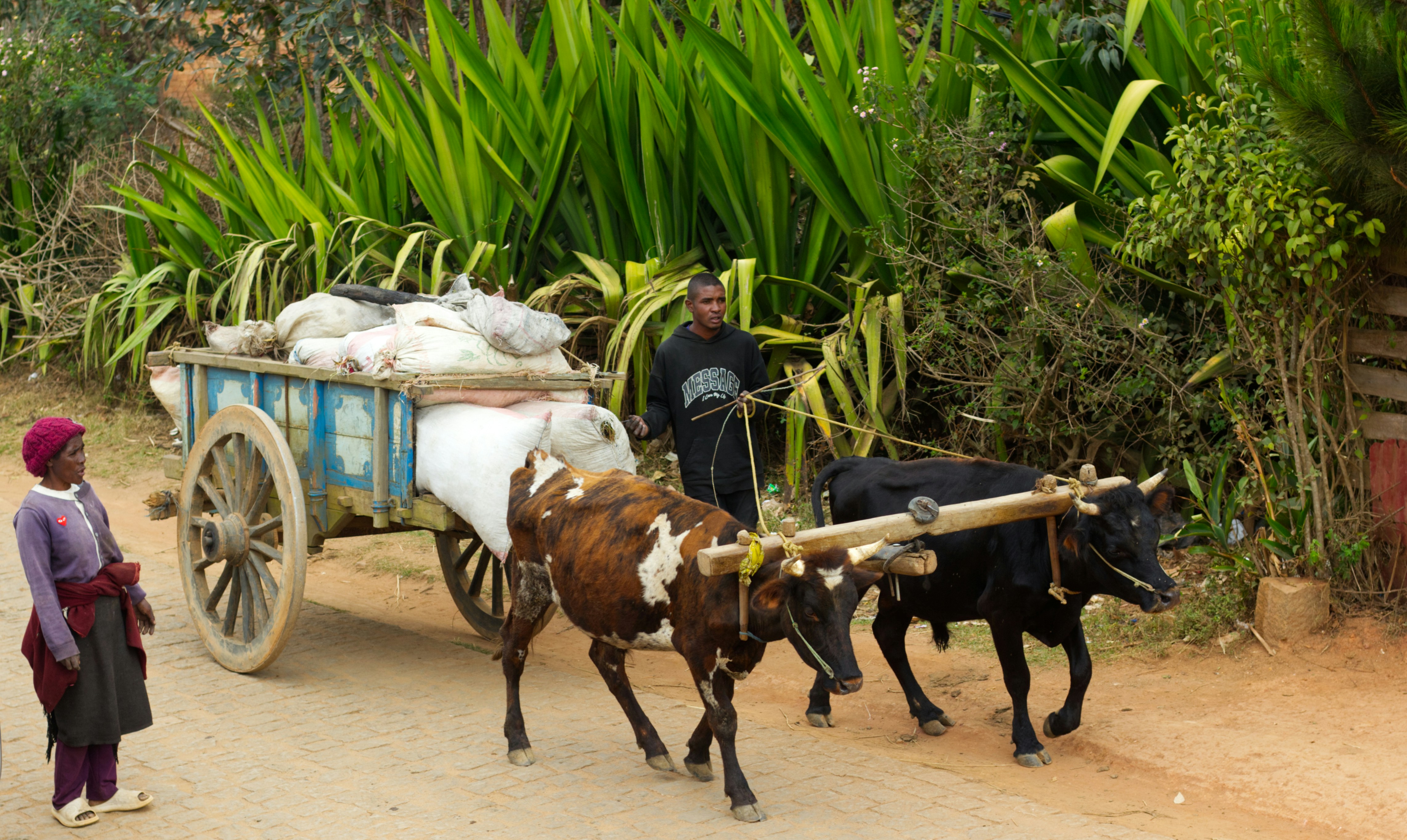 photo-1764933493162-3696c7ccb508?ixid=M3wxMjA3fDB8MXxzZWFyY2h8MTR8fGFncmljdWx0dXJhbCUyMGV4cG9ydCUyMHNlcnZpY2VzfGVufDB8fHx8MTc2OTc3MzQ5Mnww\u0026ixlib=rb-4.1.0