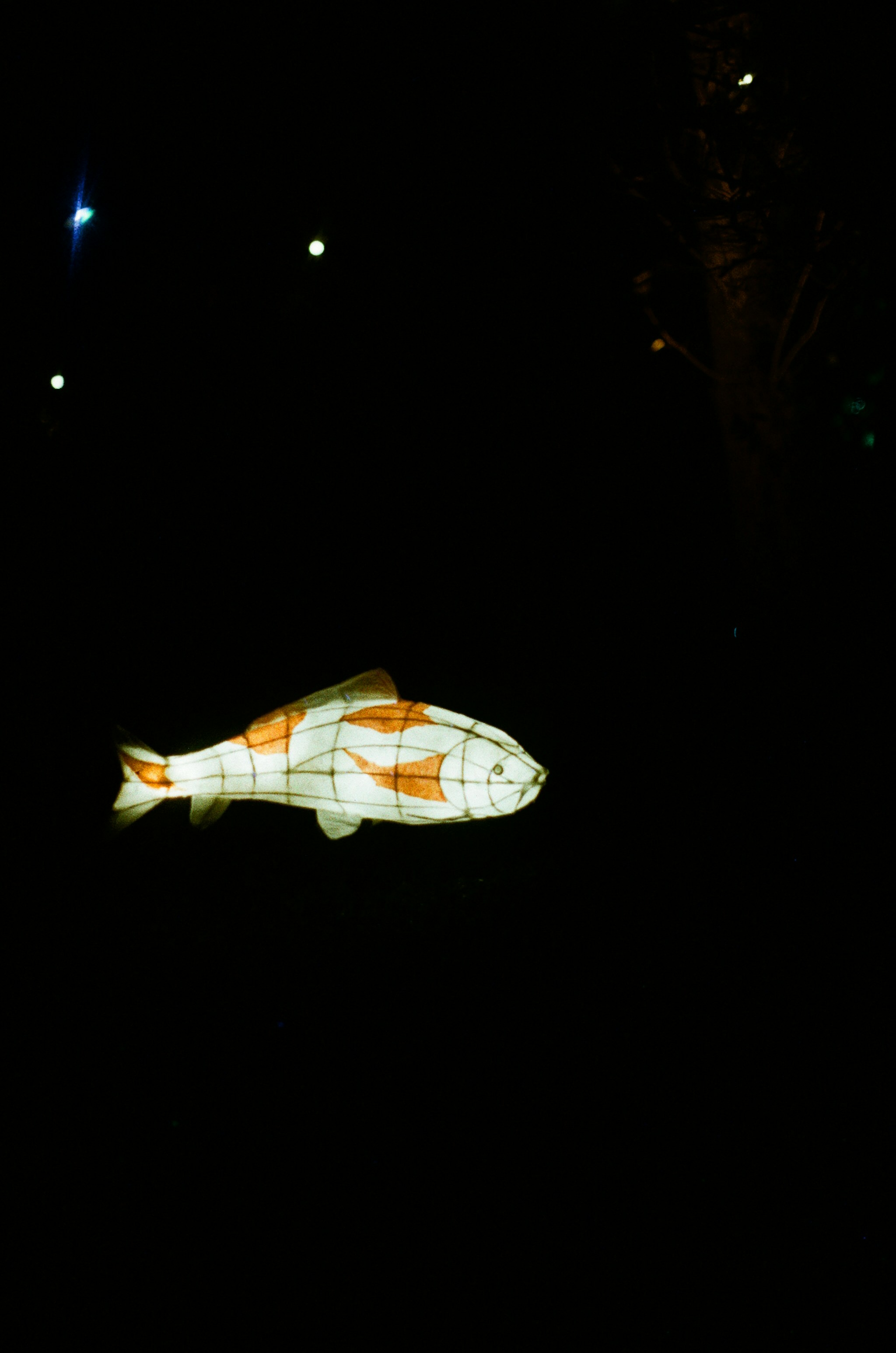 A glowing fish lantern floats in the dark.