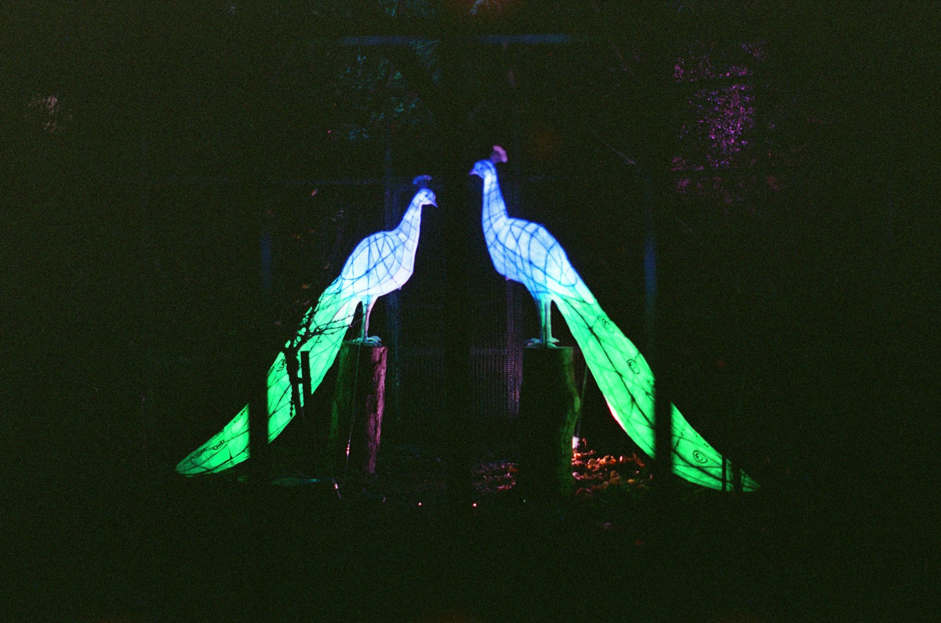 Two illuminated peacocks stand tall at night.