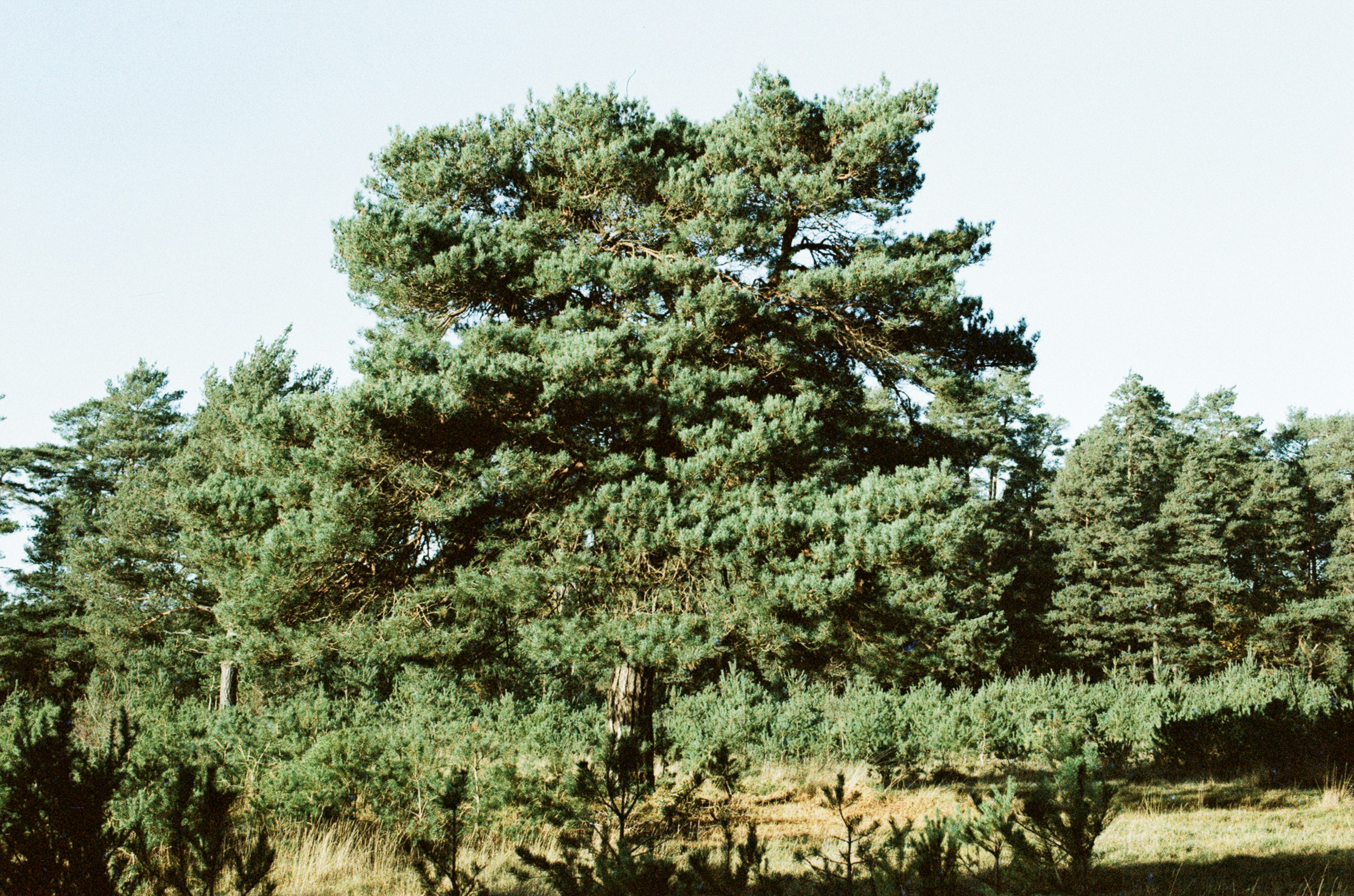 A large pine tree stands in a forest. photo – Free Forest Image on Unsplash