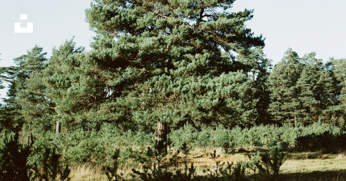 A large pine tree stands in a forest. photo – Free Forest Image on Unsplash