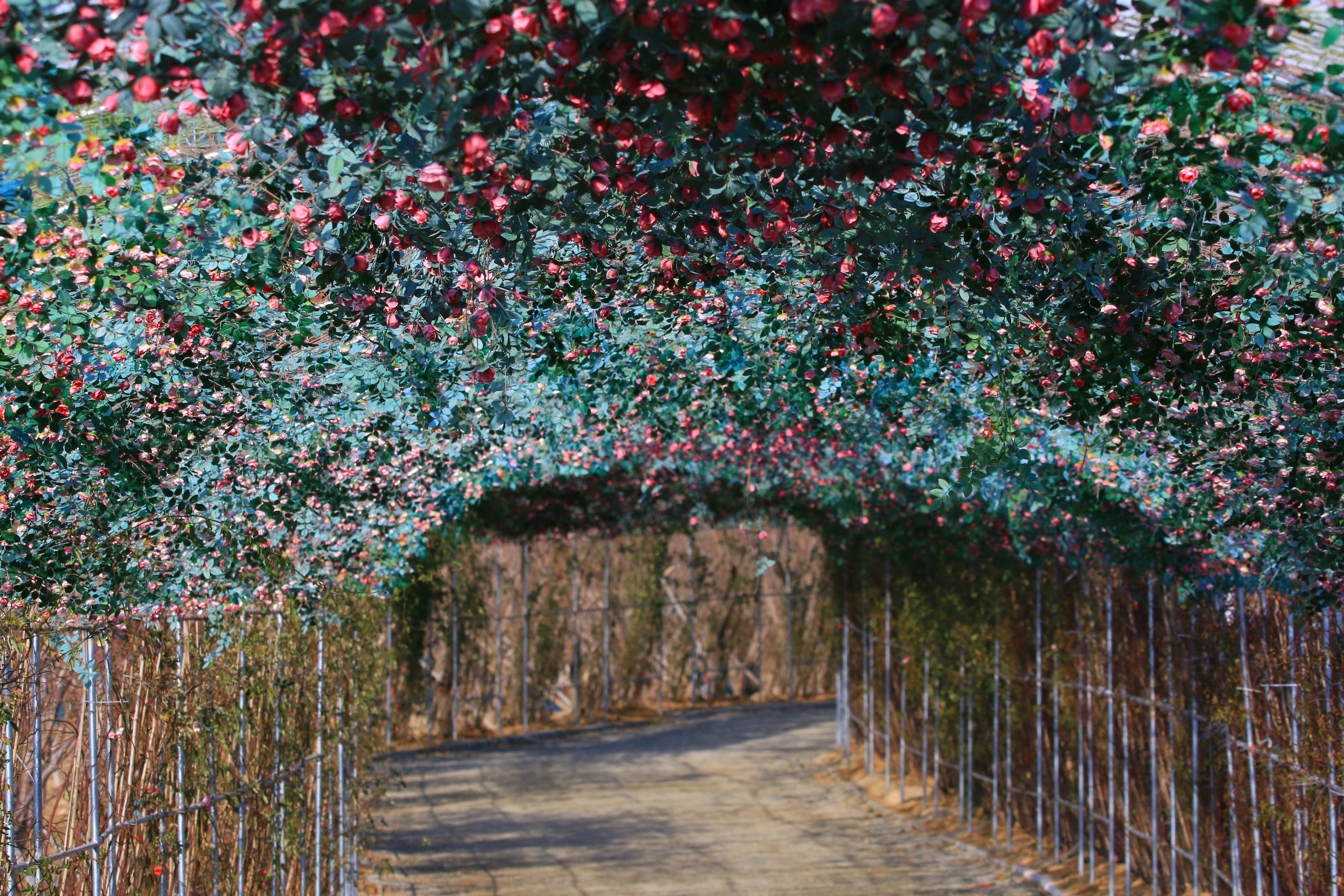 Archway of blooming flowers over a path