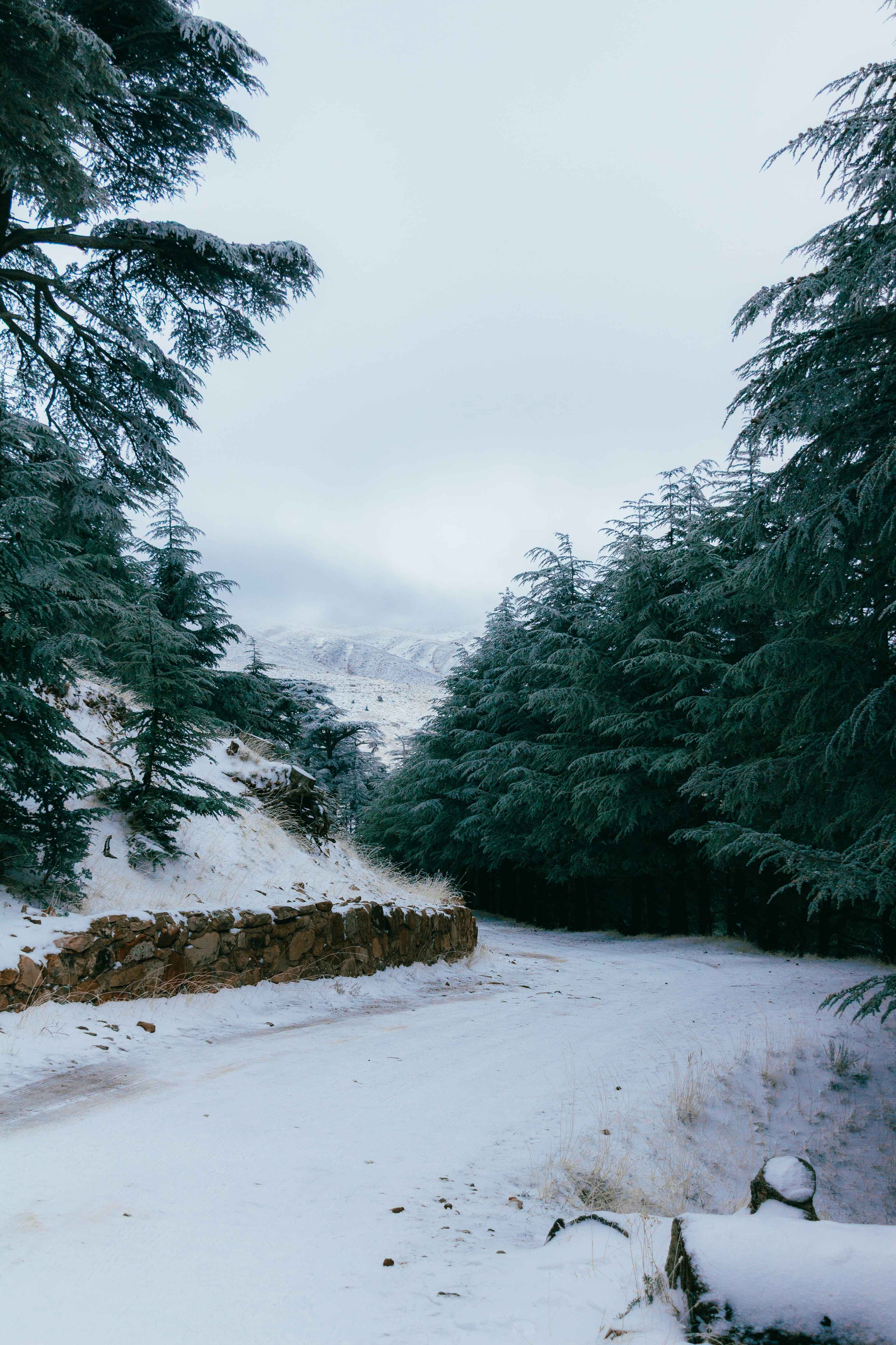 Snowy forest path with a stone wall and distant mountains.