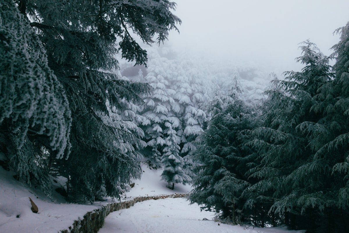 Tormenta de nieve entierra la Costa Este de EE.UU. y las aerolíneas sangran millones — otra vez