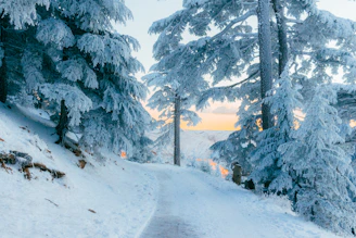 Snow covered trees line a winter path