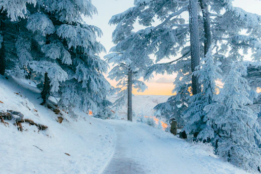 Snow covered trees line a winter path