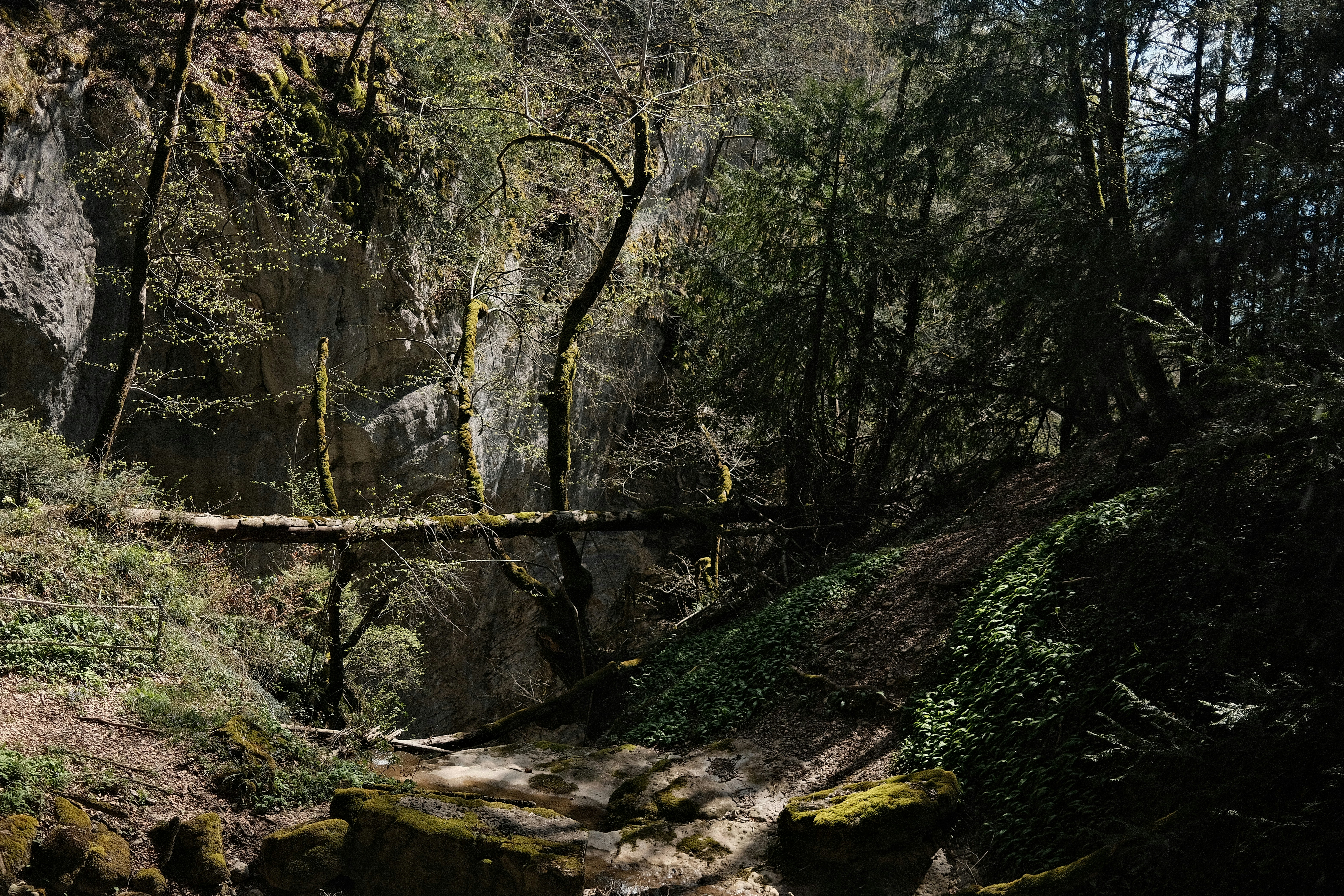 Forest scene with a fallen tree across a stream
