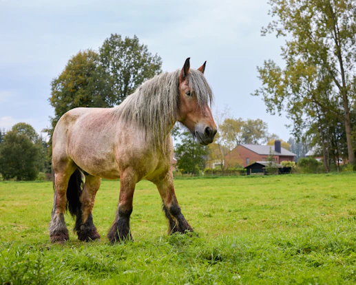 A light brown horse stands in a grassy field.