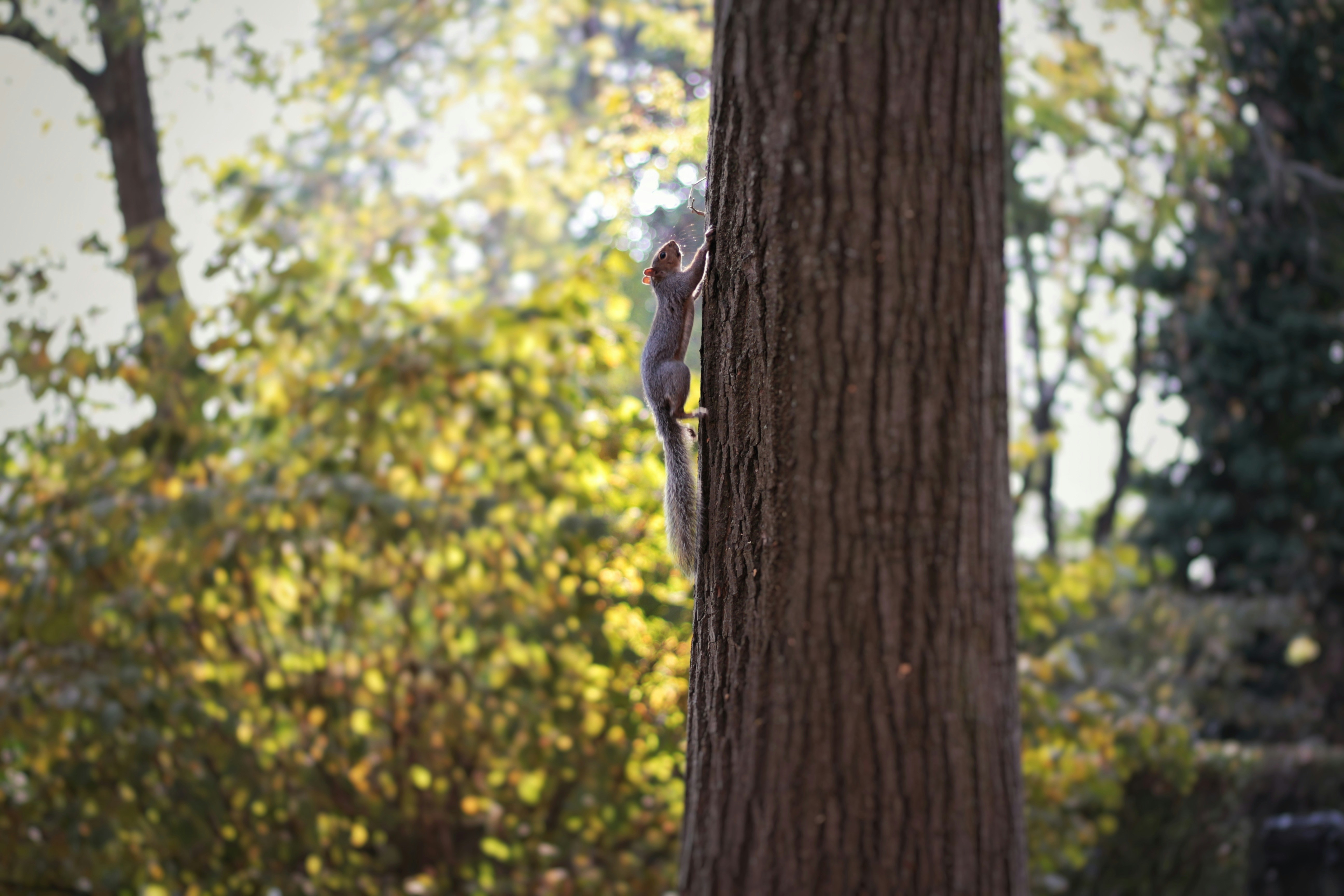 A squirrel climbs a tree trunk in autumn.