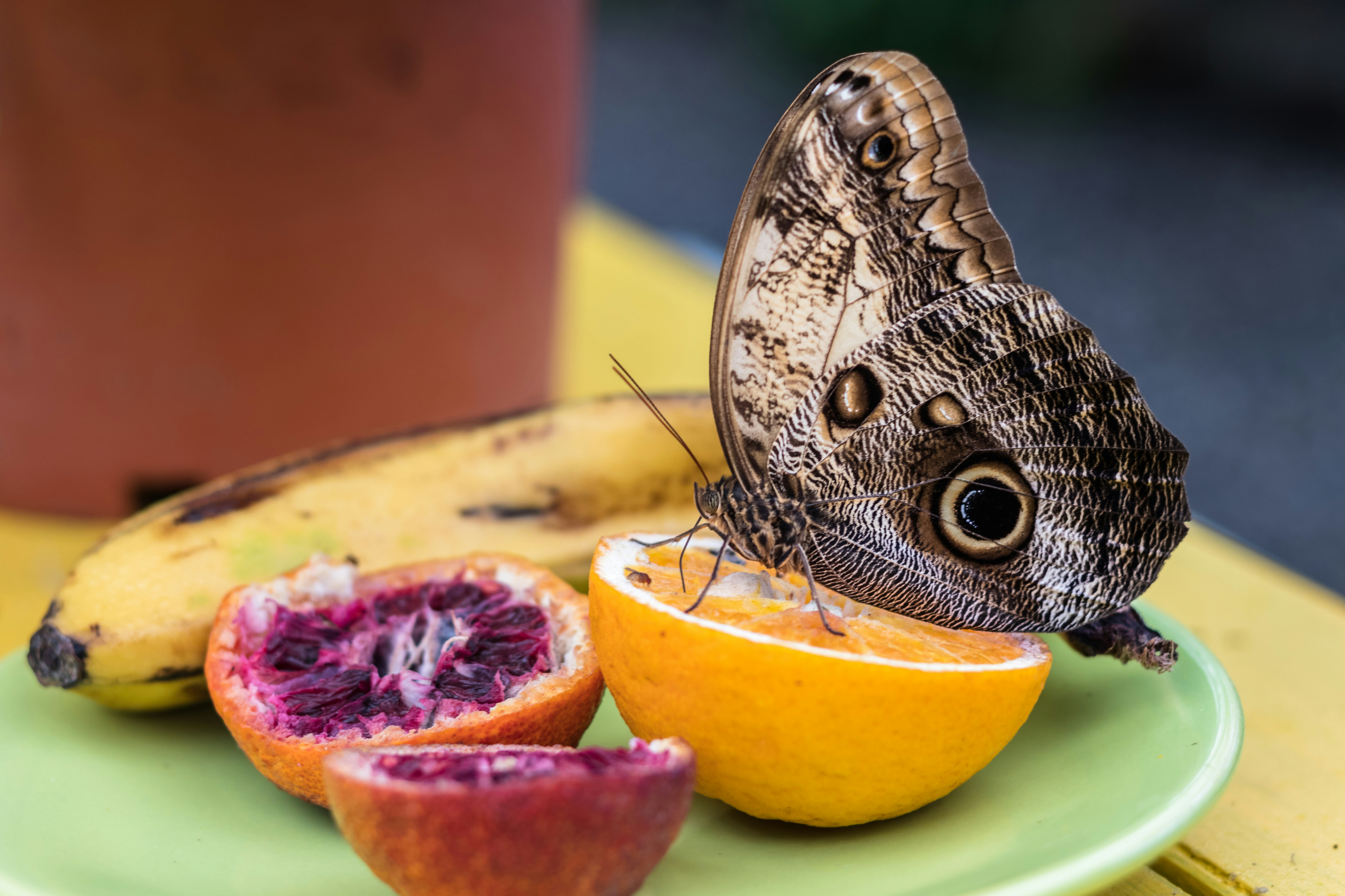 Owl butterfly eats fruit on a plate.