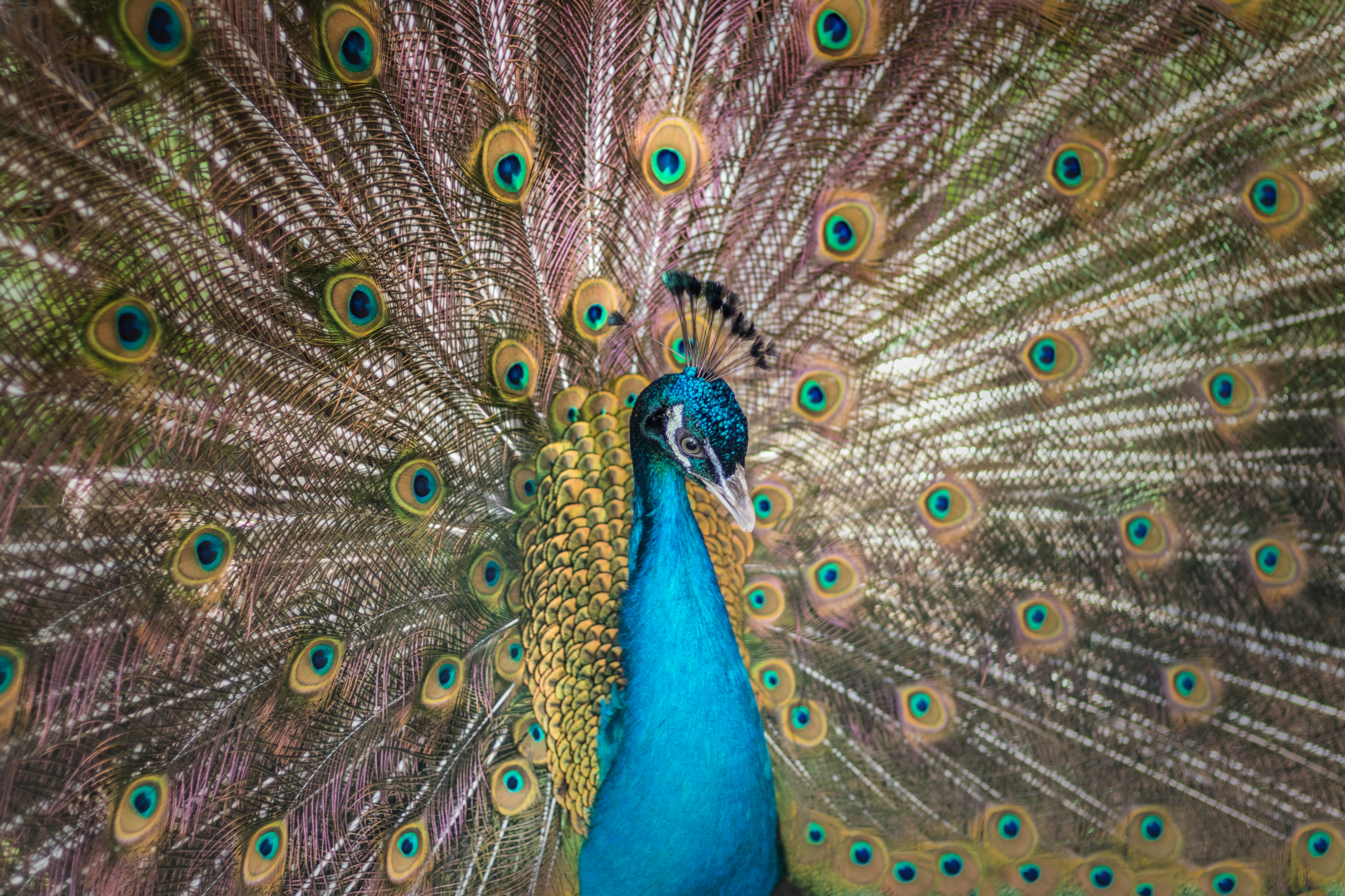 A peacock displays its vibrant, fanned tail feathers.