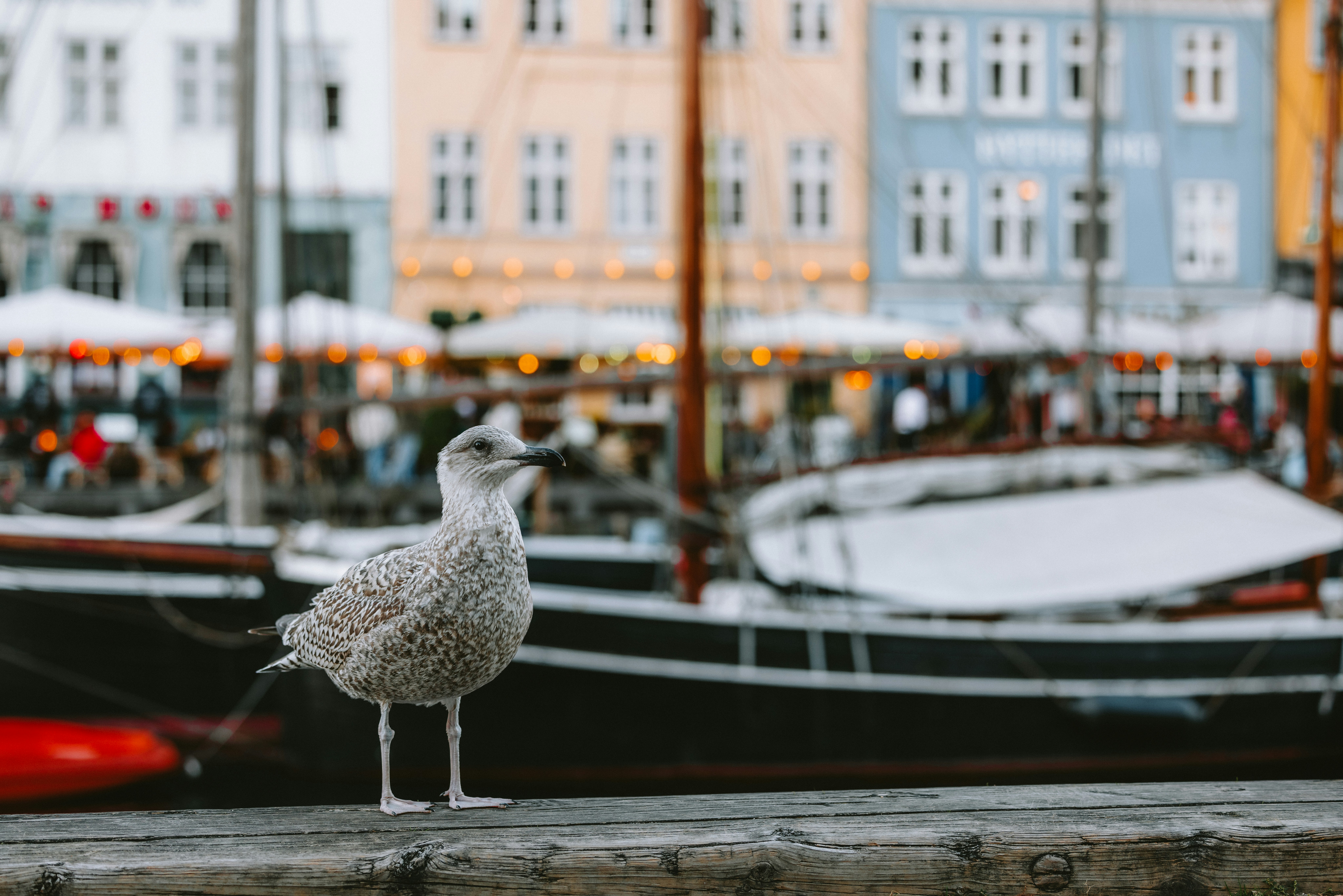 Seagull standing on a wooden pier with boats behind.