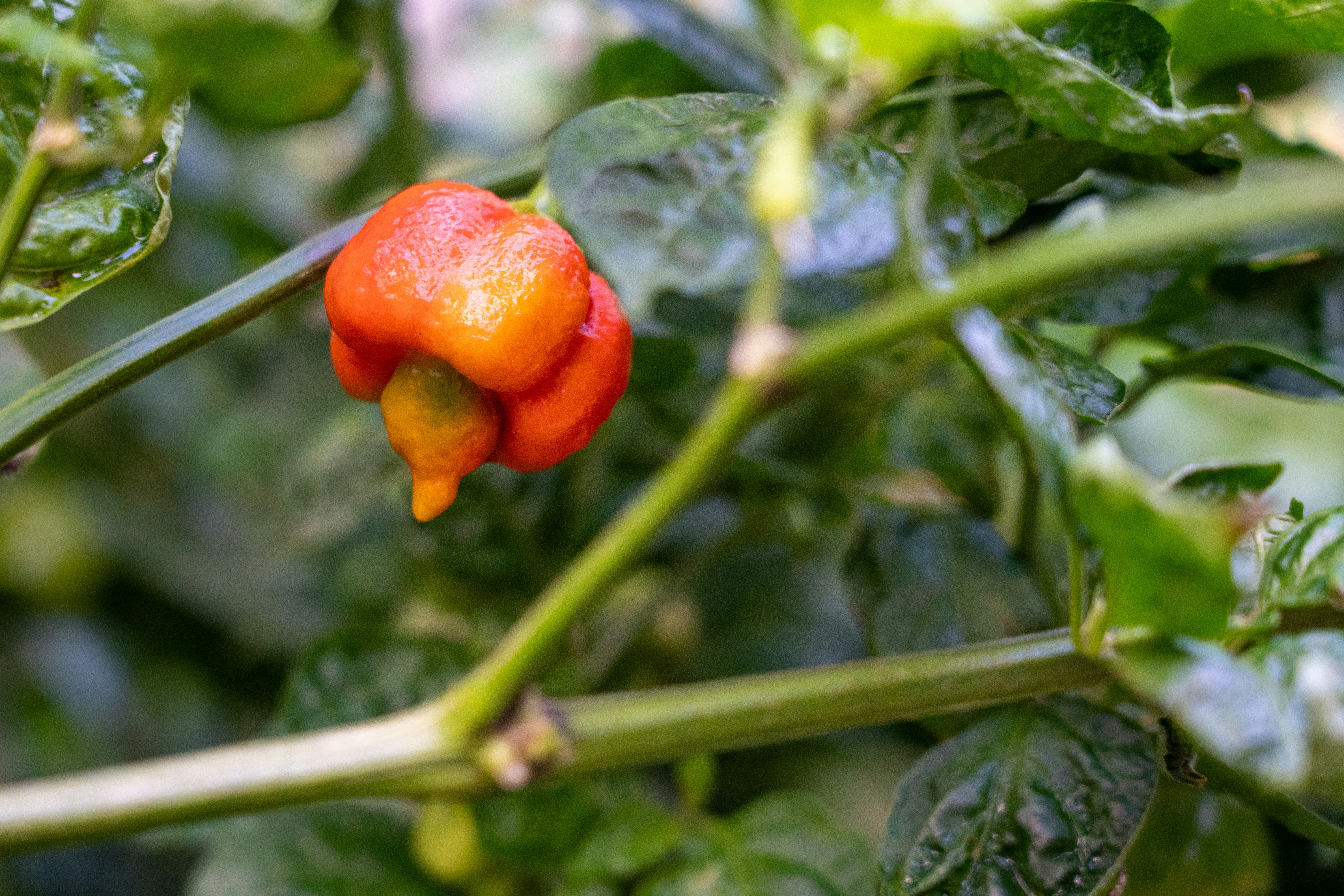 A single bright orange pepper on a plant.
