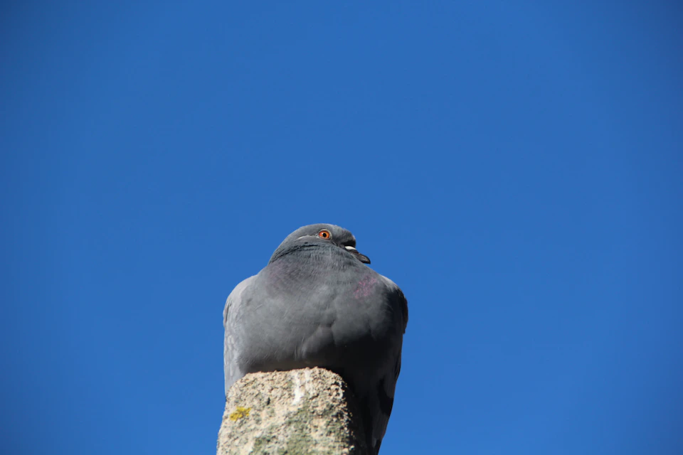 Gray pigeon perched on stone pillar, facing right, with wings slightly spread and head turned