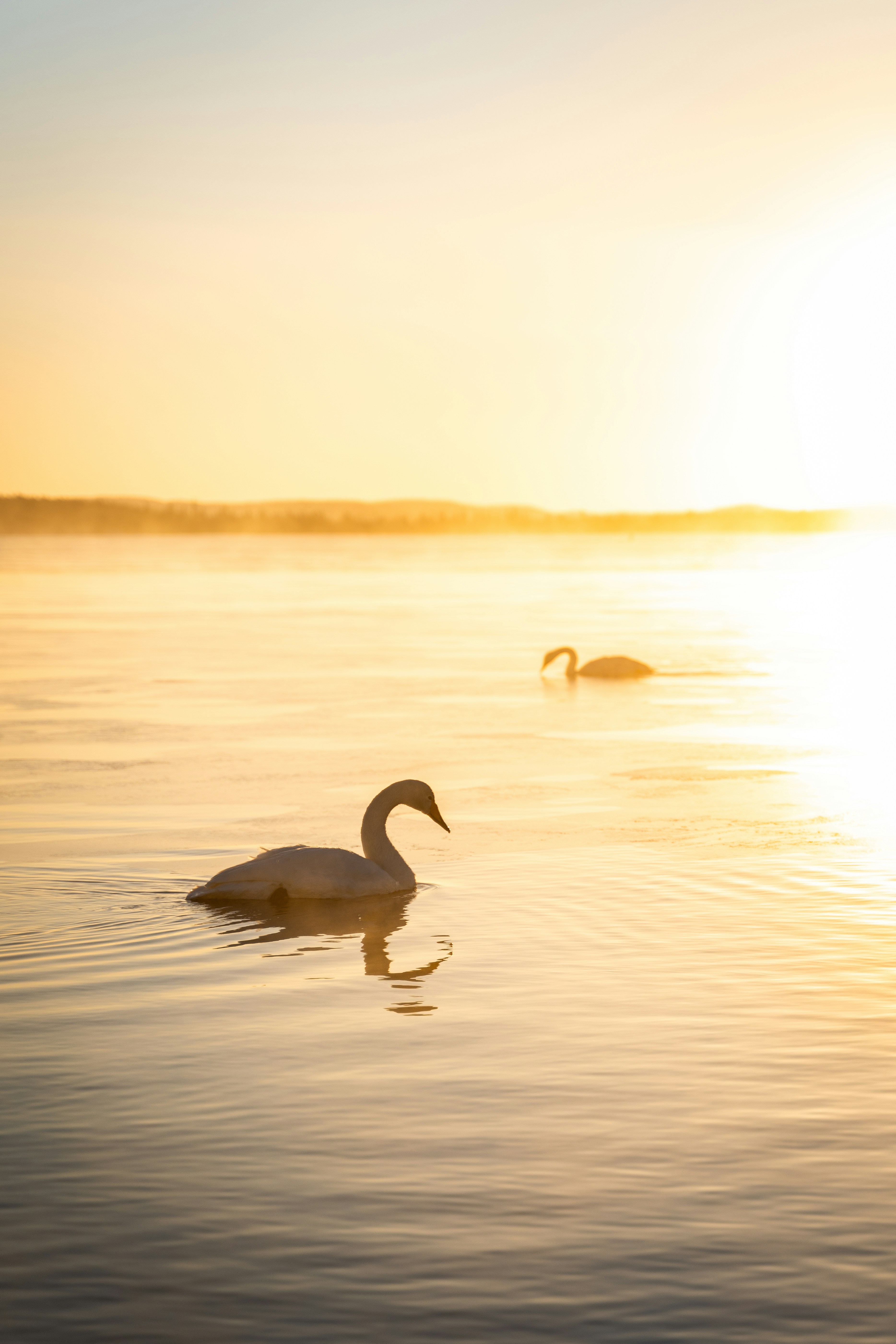 Two swans swim on a misty lake at sunrise.
