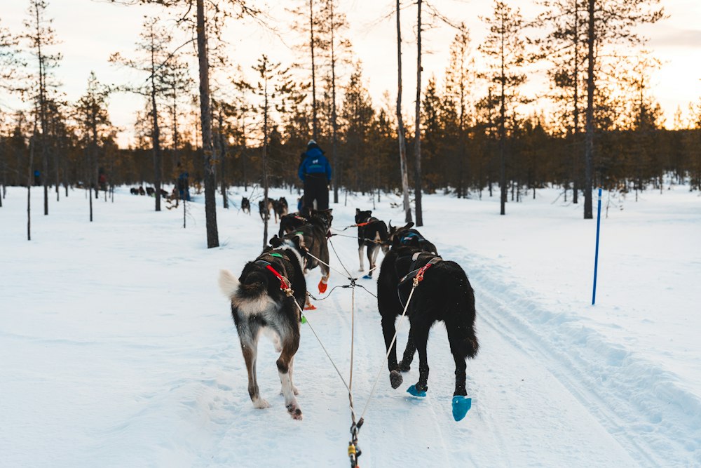 Huskies · floresta boreal