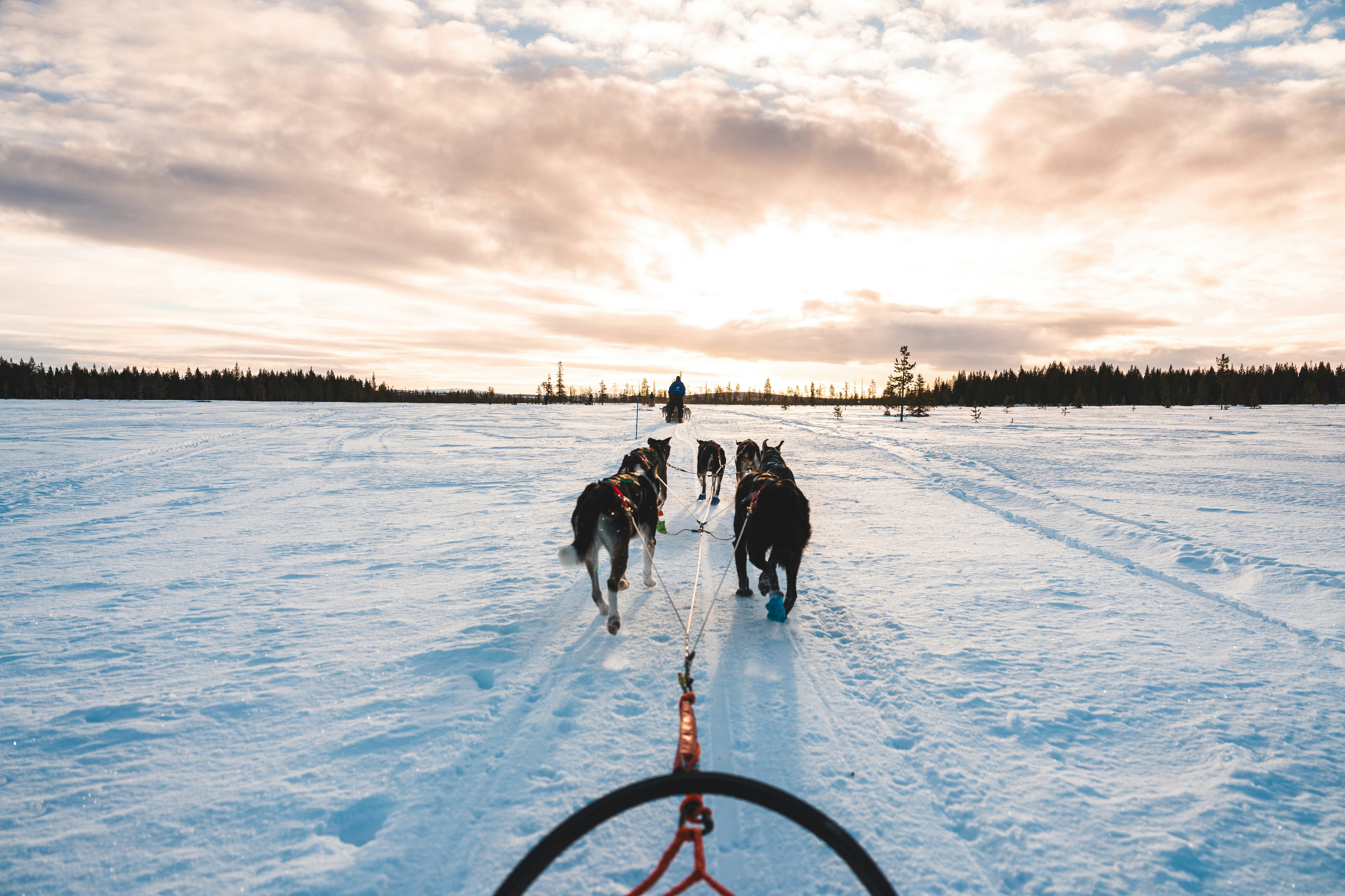 Dogs pulling a sled across a snowy landscape at sunset. photo – Free ...