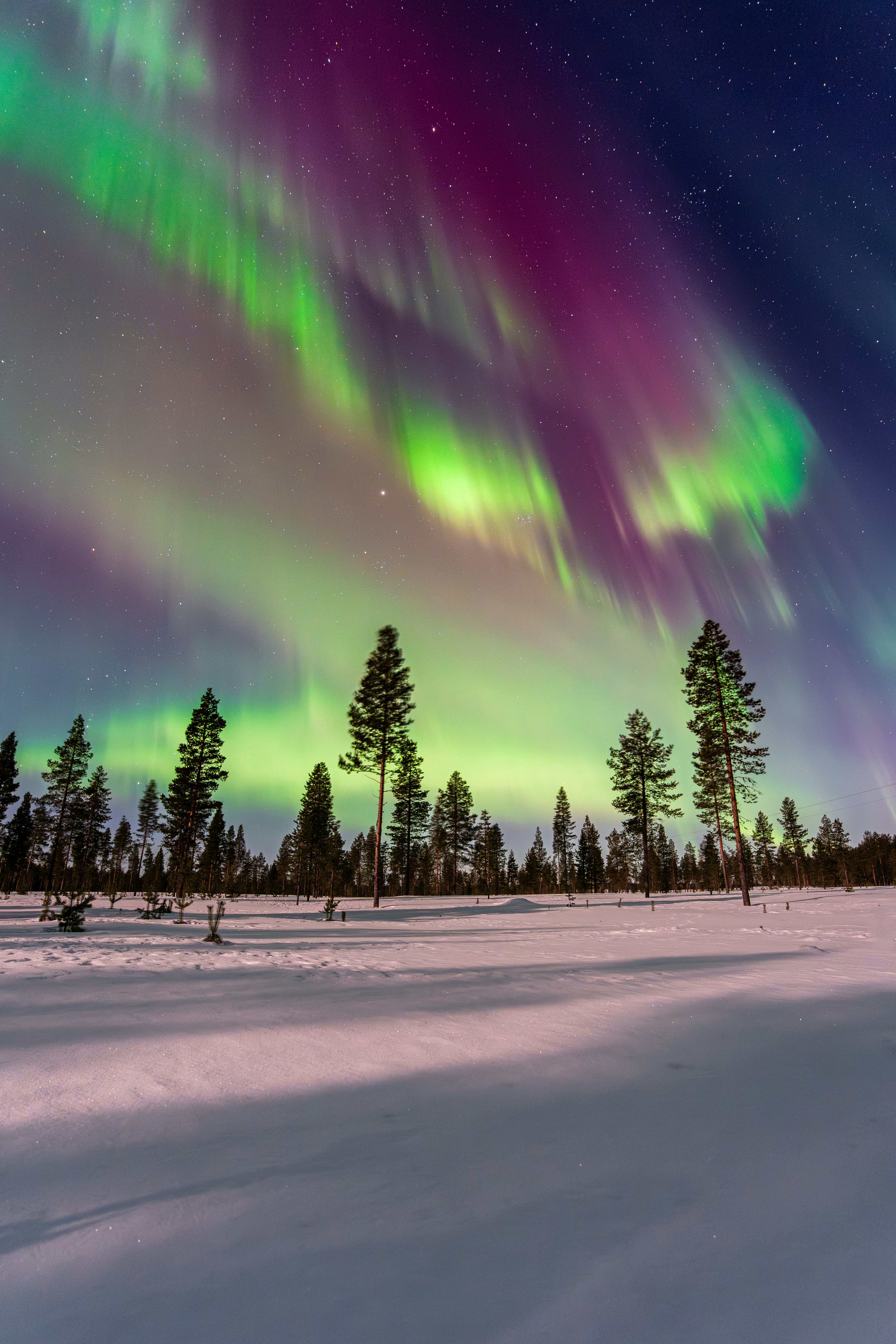 Aurora borealis over a snowy forest landscape with pine trees