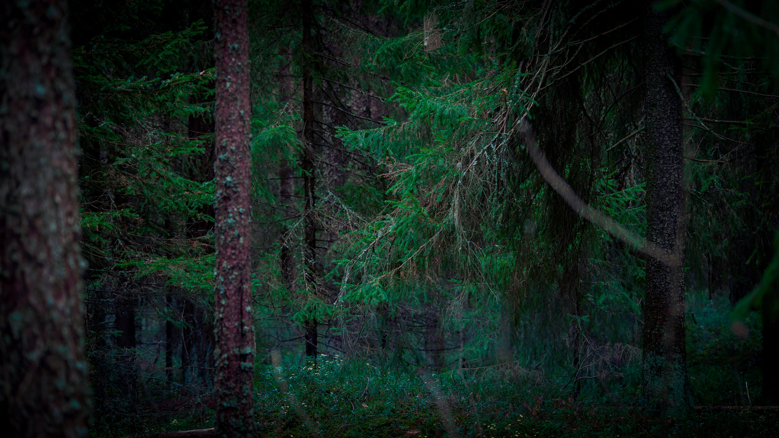 Deep Forest Wilderness & Bushcraft Jungle Camp - 3N / 4D with cravel.in