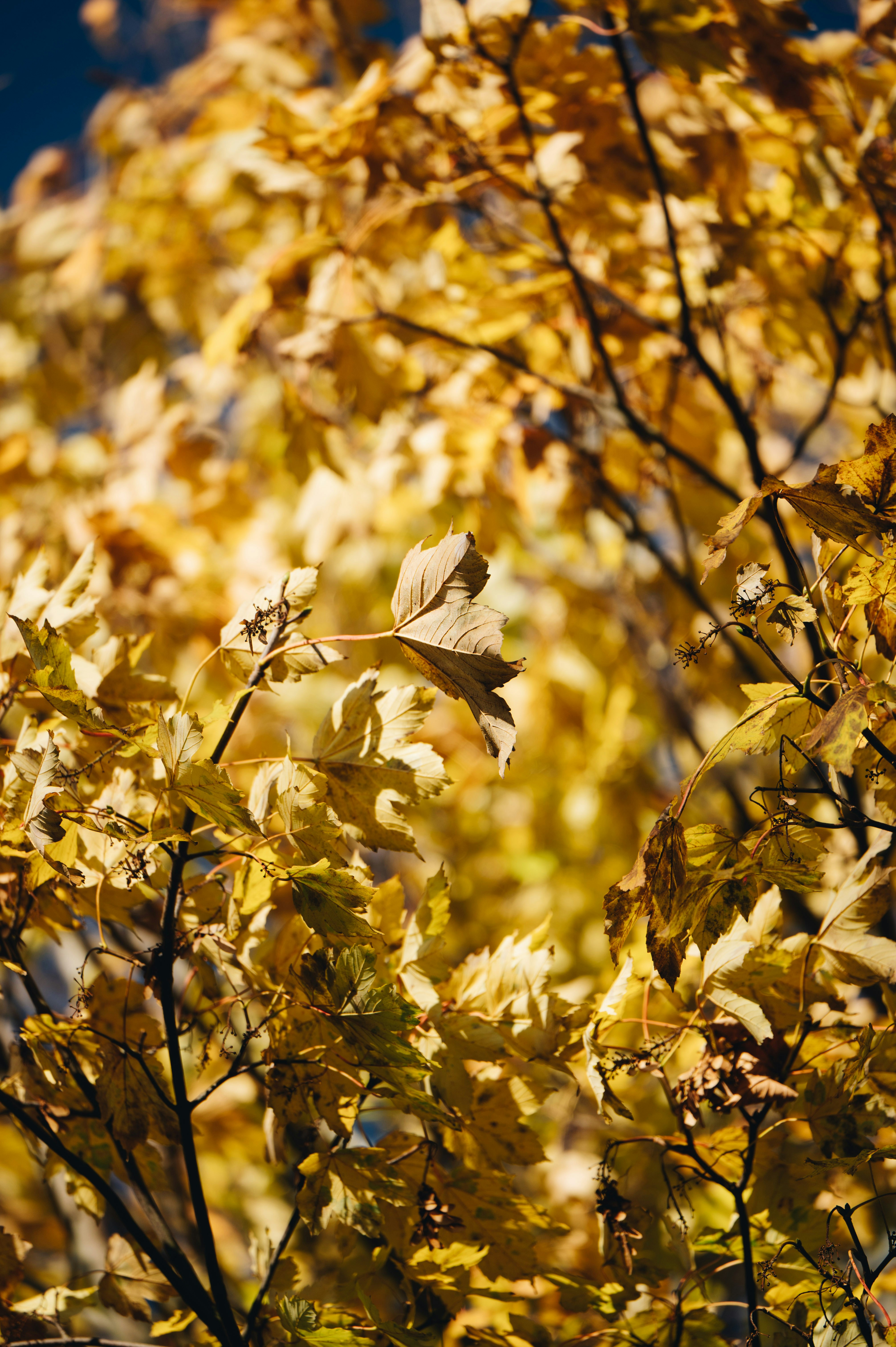 Goldene Herbstblätter vor blauem Himmel